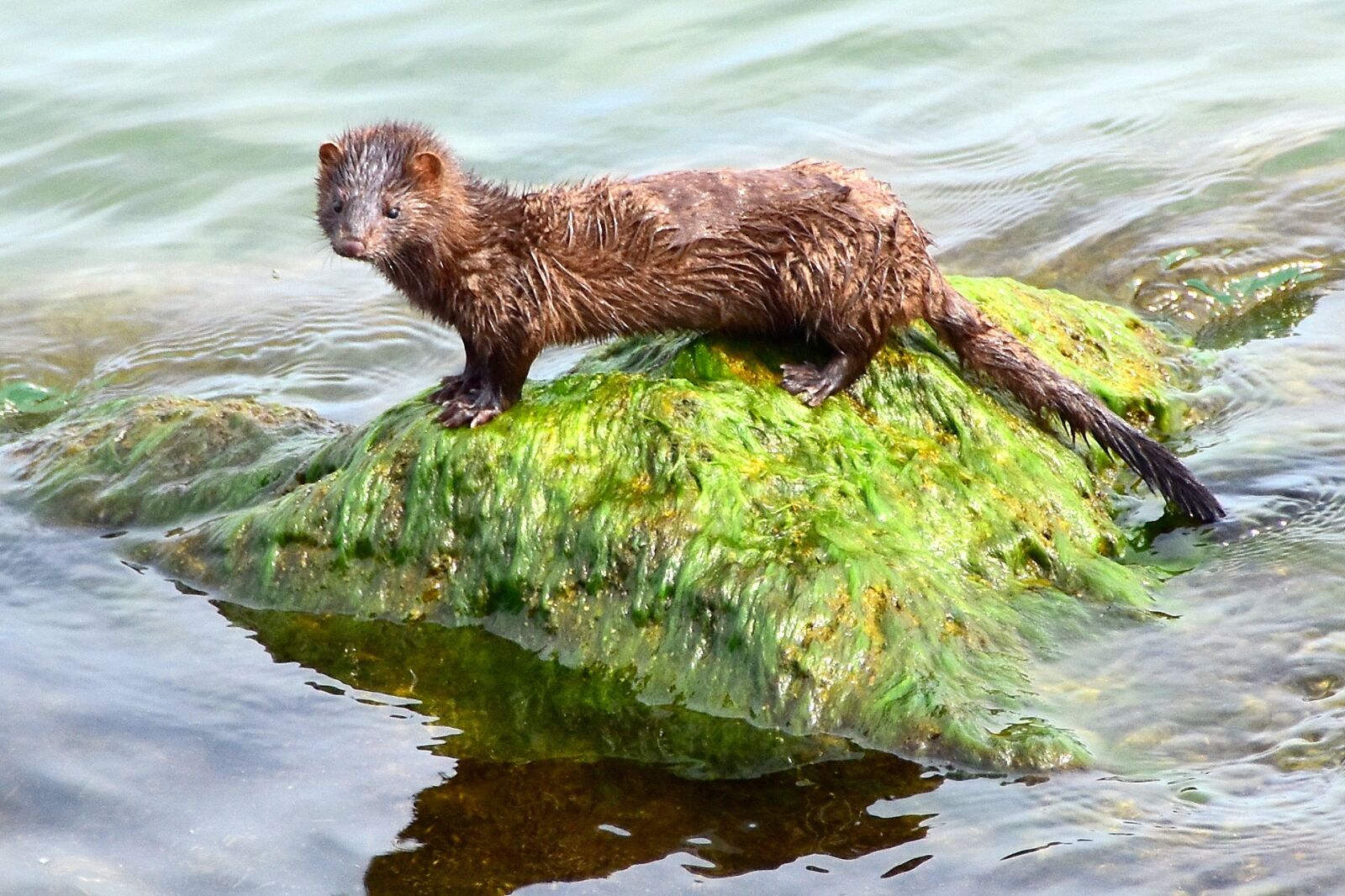 Nikon D7200 sample photo. American mink, aquatic animal photography