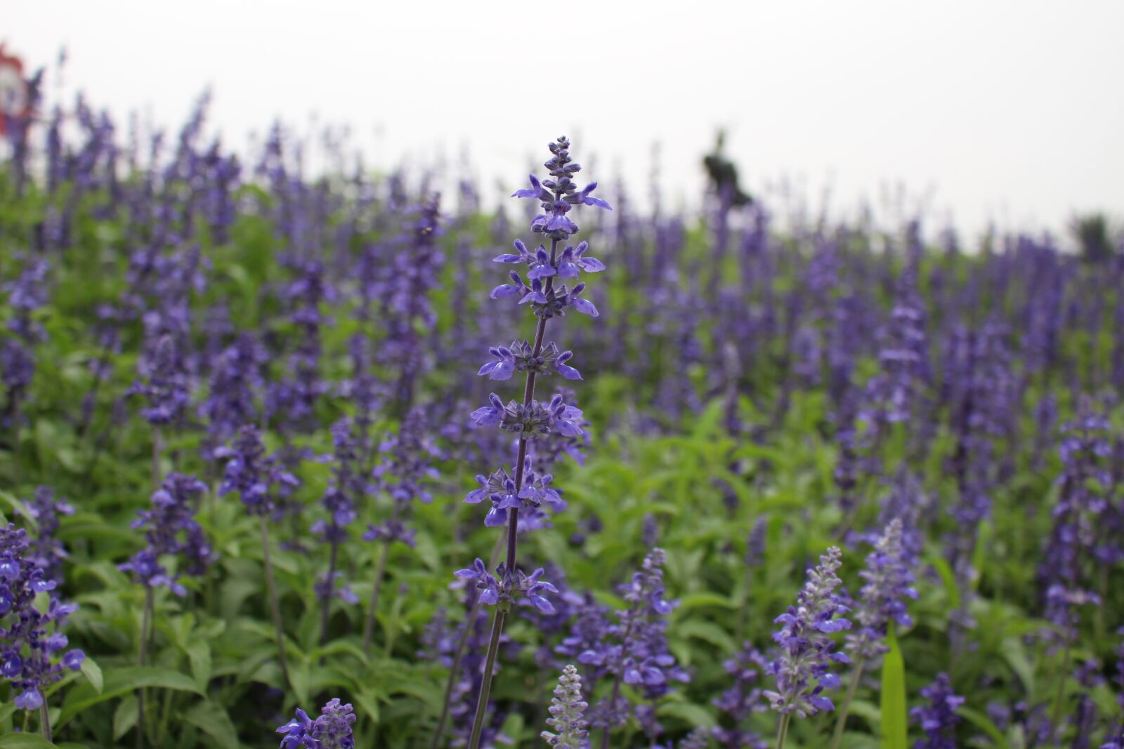 Canon EOS 700D (EOS Rebel T5i / EOS Kiss X7i) sample photo. Lavender, flowers, nature photography