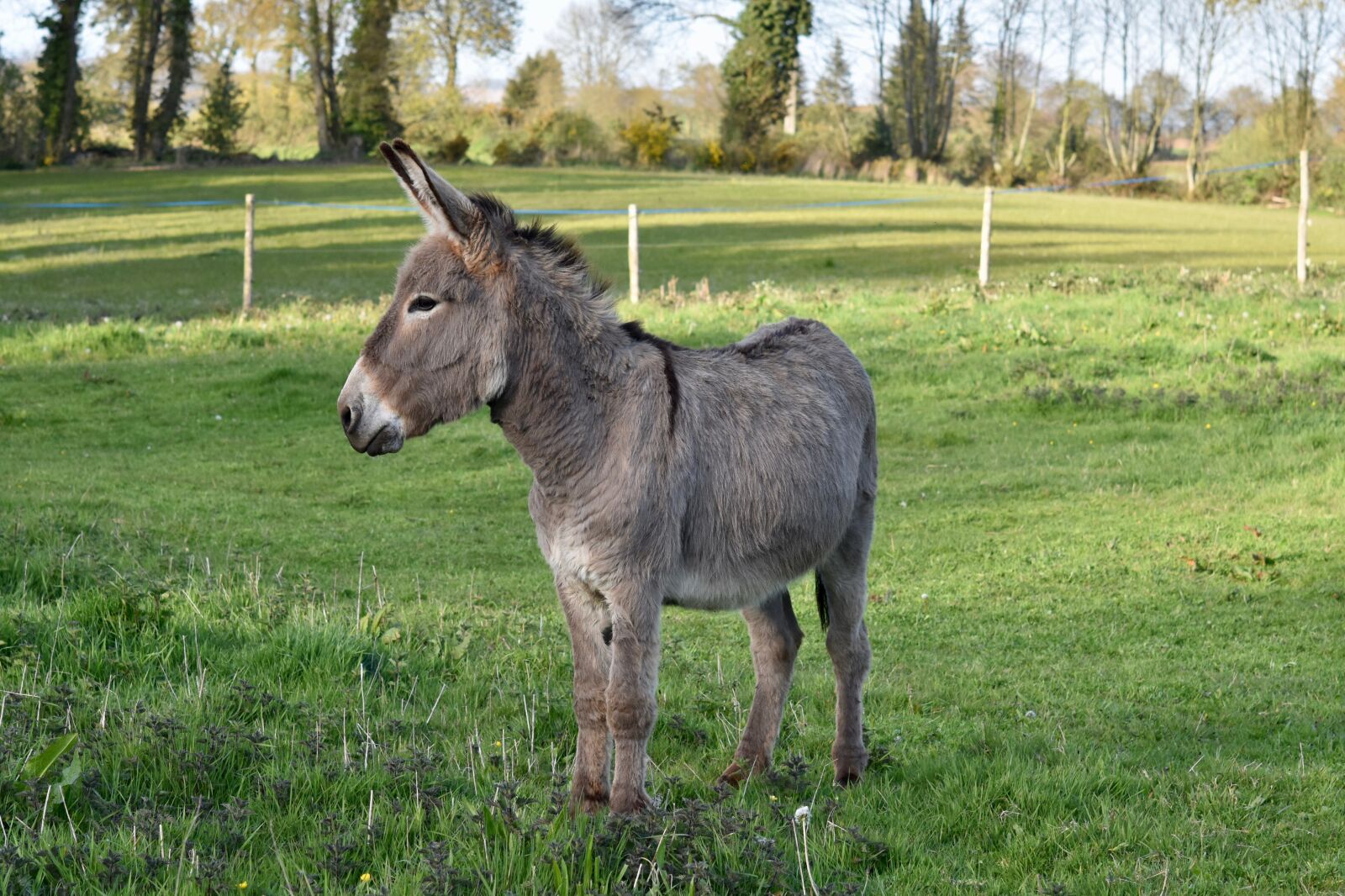 Nikon D5600 sample photo. Donkey, colt, equine photography