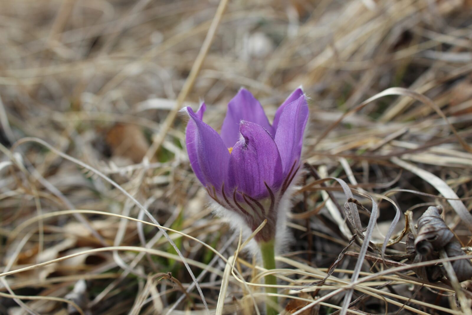 Canon EOS 4000D (EOS Rebel T100 / EOS 3000D) sample photo. Spring, awakening, heat photography