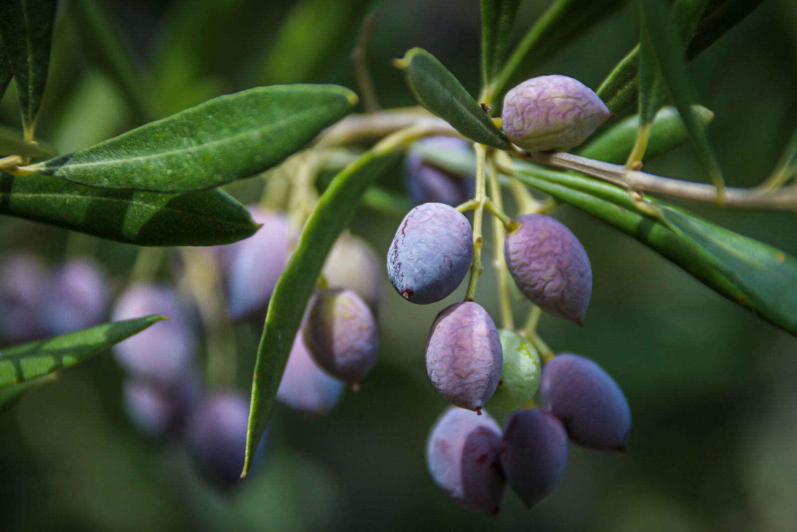 Canon EOS 650D (EOS Rebel T4i / EOS Kiss X6i) sample photo. Olives, young, plant photography