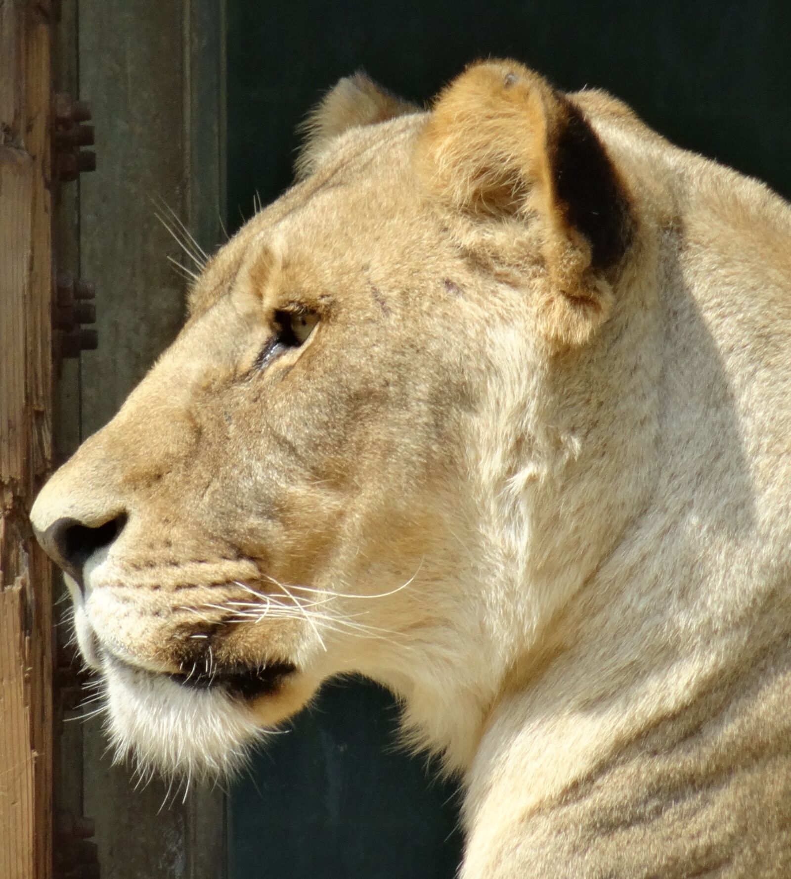 Sony DSC-HX50 sample photo. Lioness, zoo, lion females photography