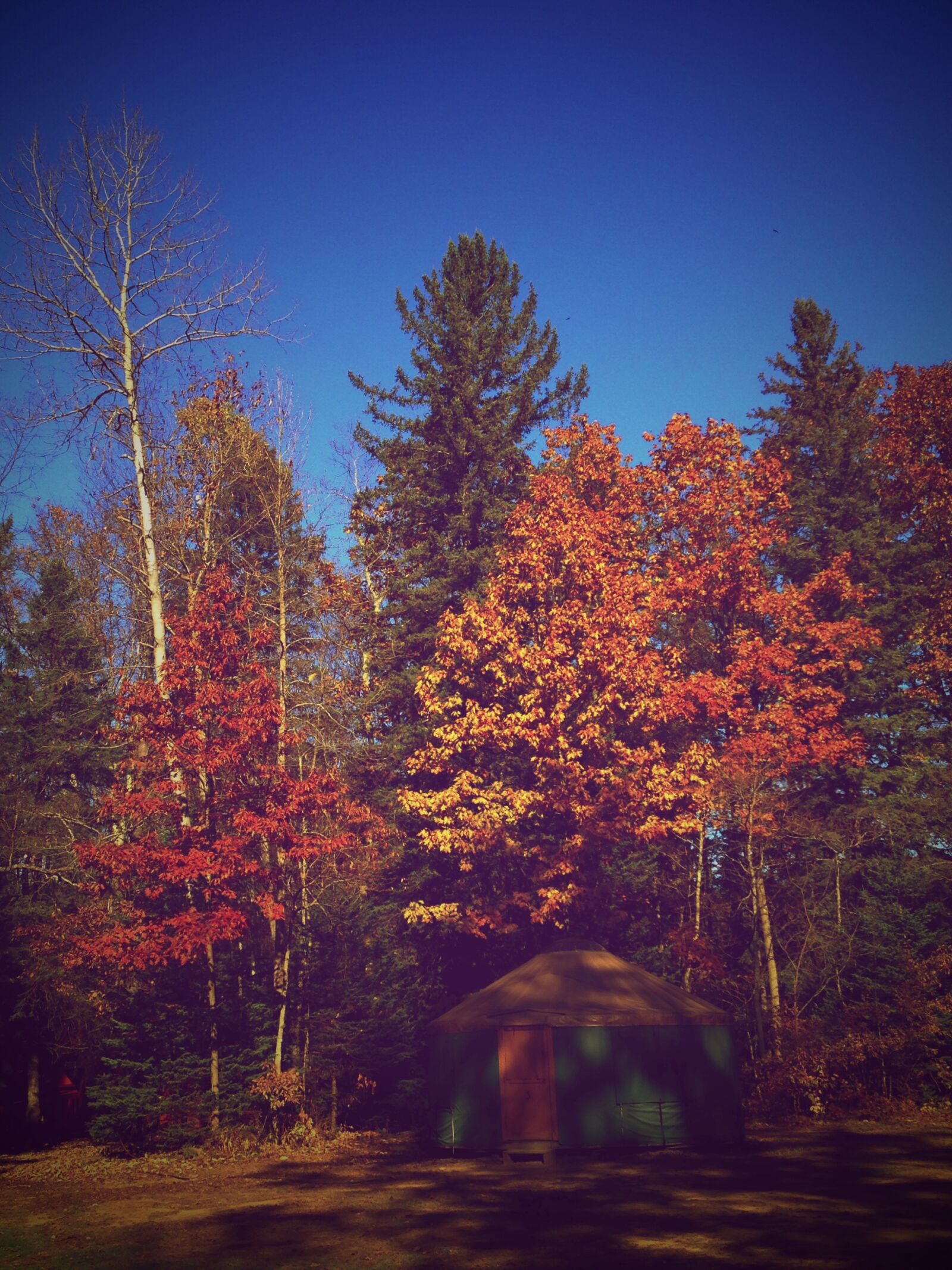 iPhone 5 back camera 4.12mm f/2.4 sample photo. Fall, tree, autumn photography