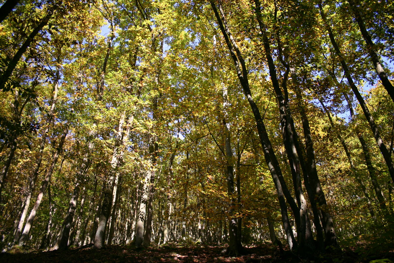 Canon EOS 300D (EOS Digital Rebel / EOS Kiss Digital) sample photo. Autumn, leaves, forest, trees photography