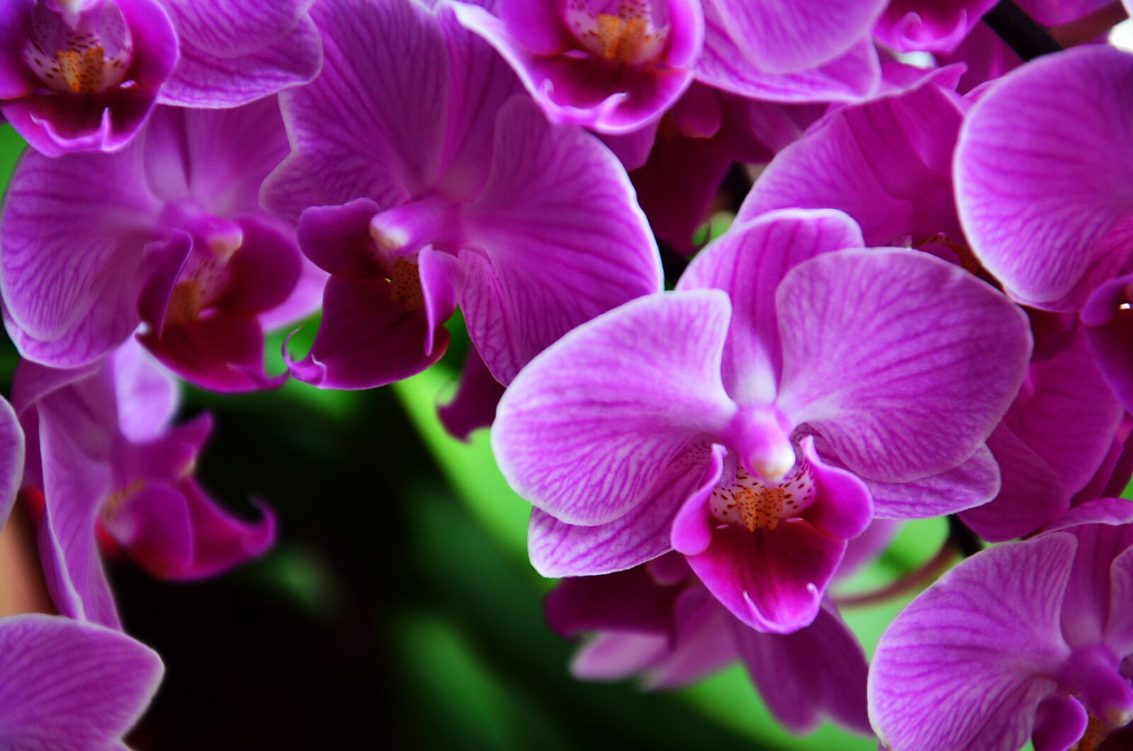 Nikon D5100 sample photo. Macro, photography, of, purple photography