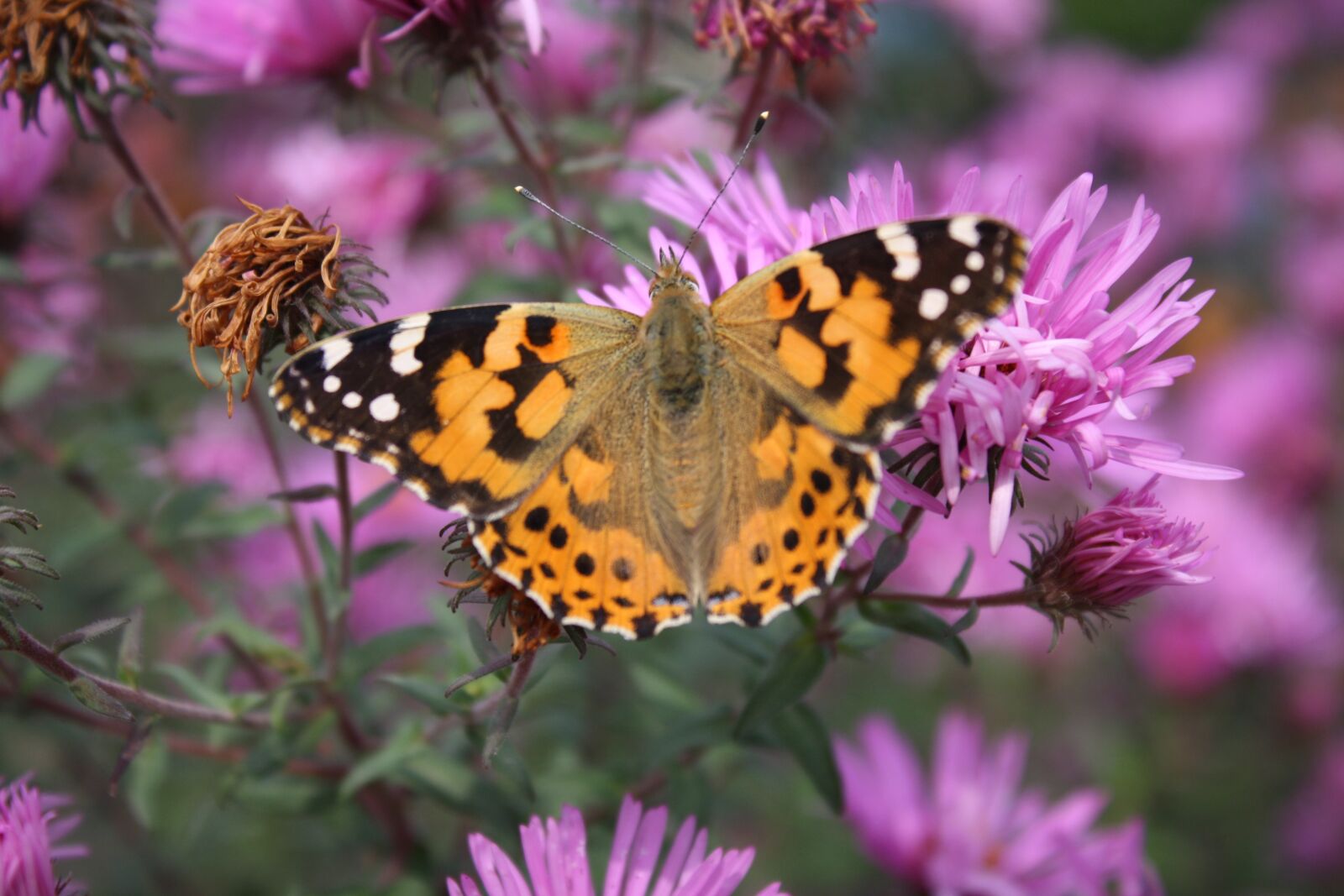 Canon EOS 1000D (EOS Digital Rebel XS / EOS Kiss F) sample photo. Butterfly, flower, insect photography