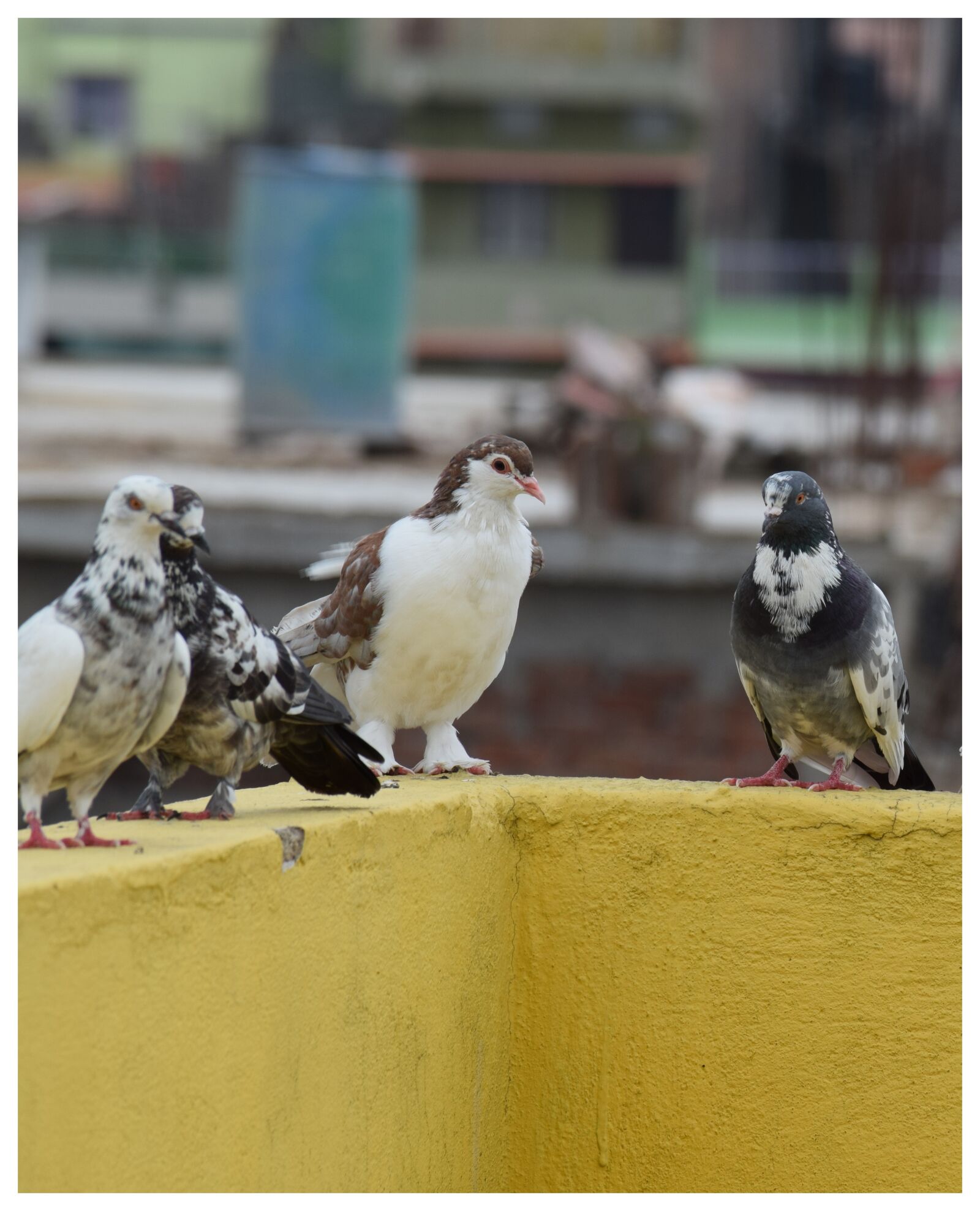 Nikon D5300 sample photo. White pigeon, pigeon group photography