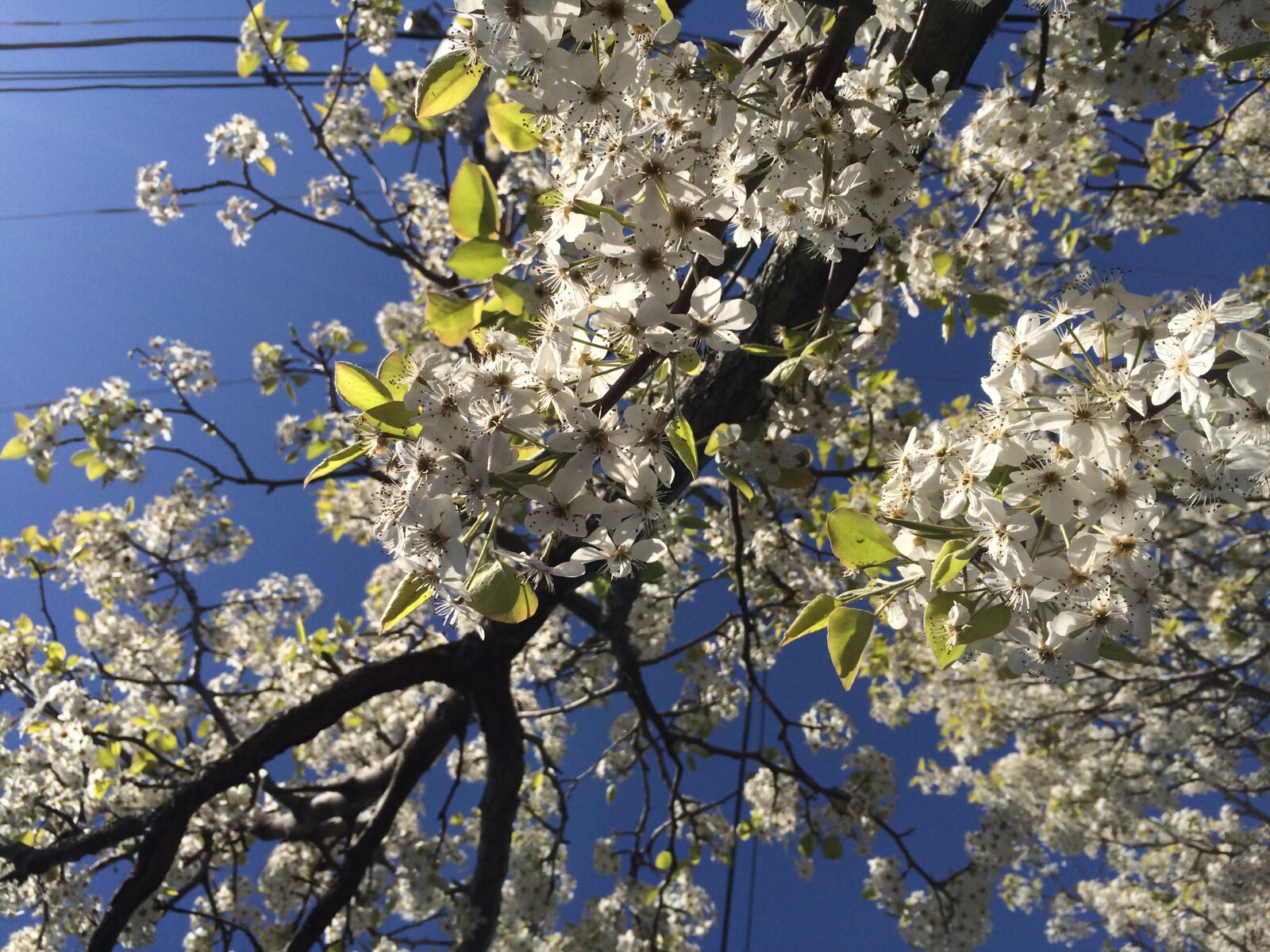 Apple iPhone 5s sample photo. Blossoms, branch, spring, springtime photography