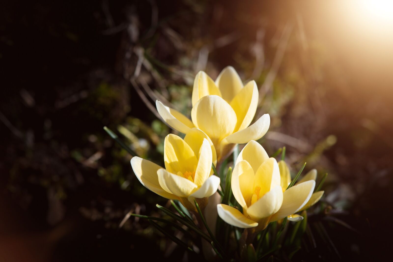 Nikon D750 sample photo. Crocus, flowers, yellow photography