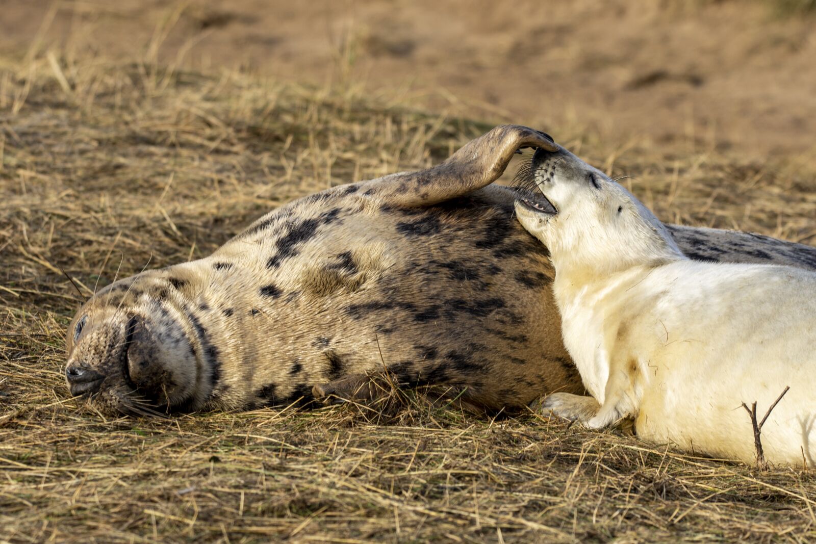 Nikon D7200 sample photo. Seal, pup, baby photography