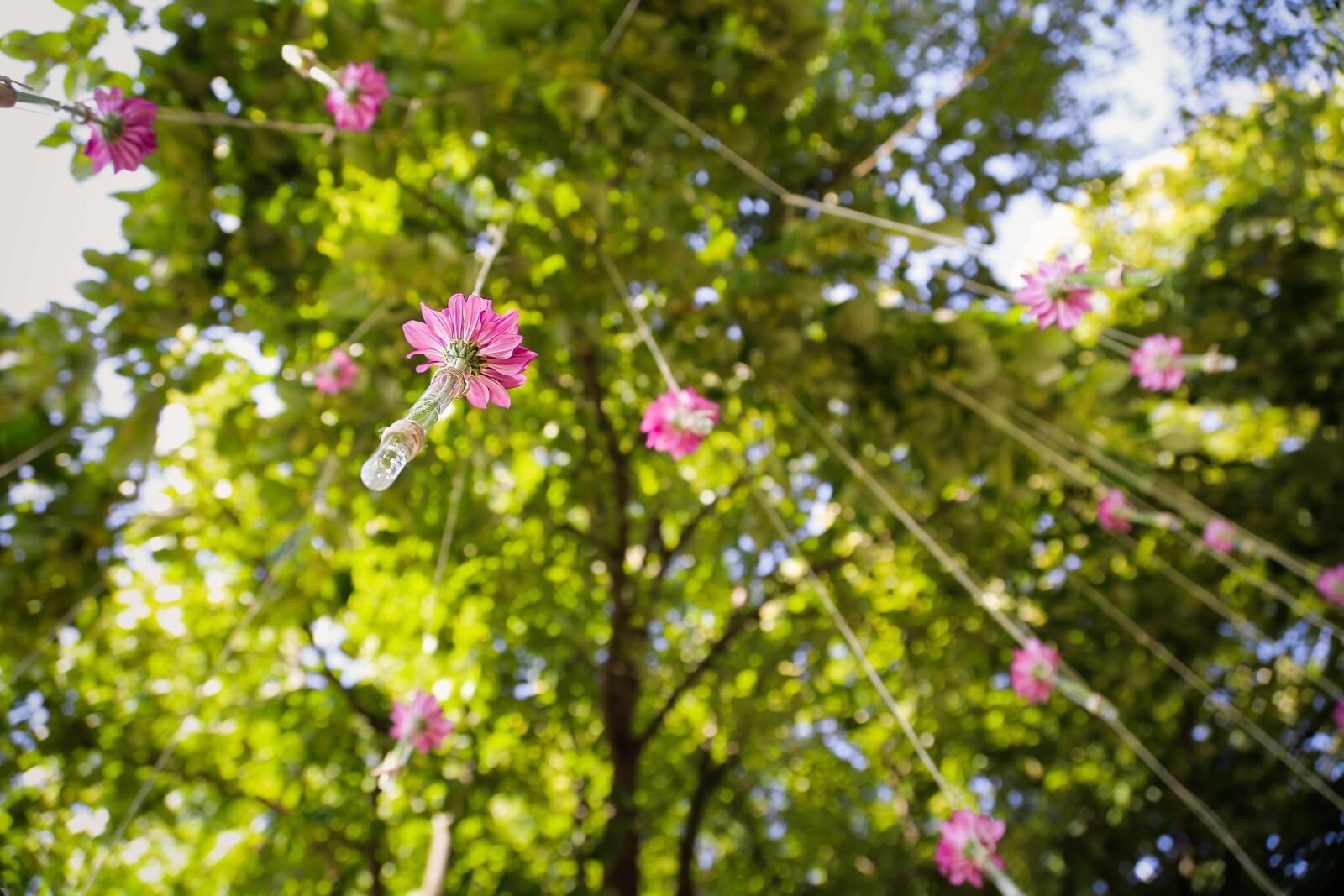 Canon EF 24-105mm F4L IS USM sample photo. Hanging, flowers, rope, decoration photography