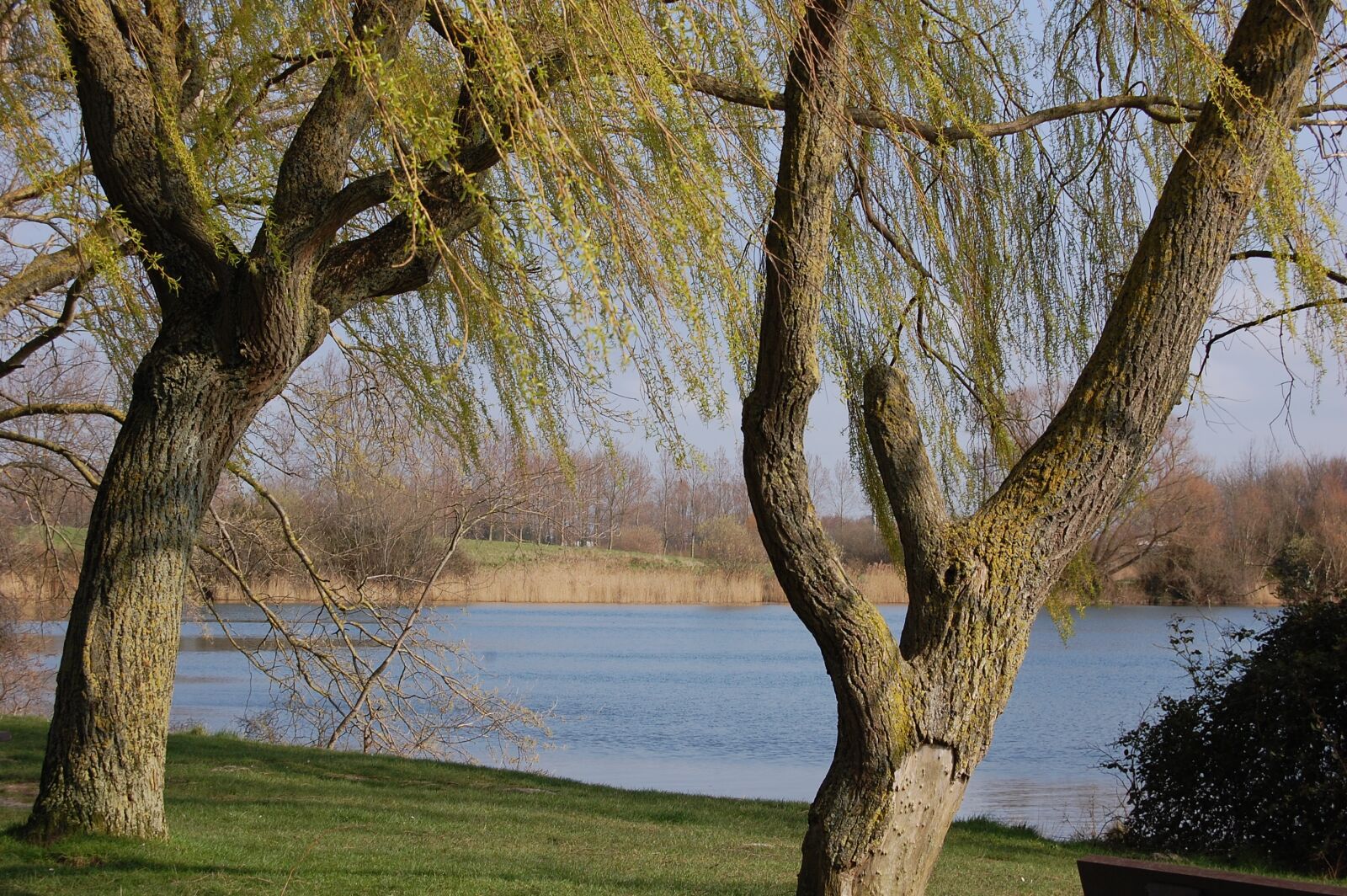 Nikon D40 sample photo. Landscape, lake, willow photography