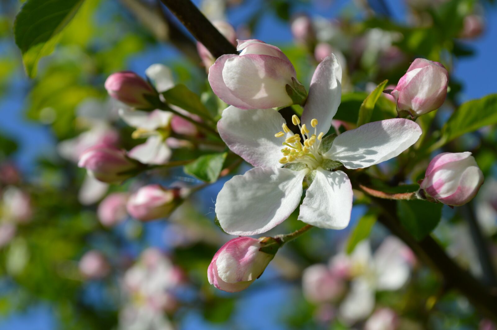 Nikon D3200 sample photo. Apple blossom, flowers, blossom photography