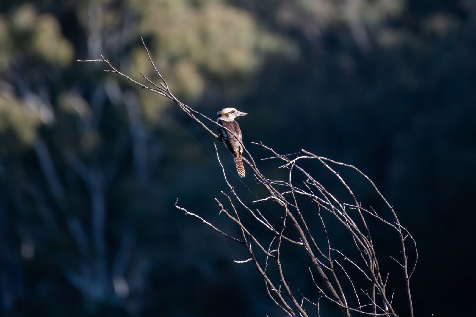 Nikon D850 sample photo. Laughing kookaburra, bird, avian photography