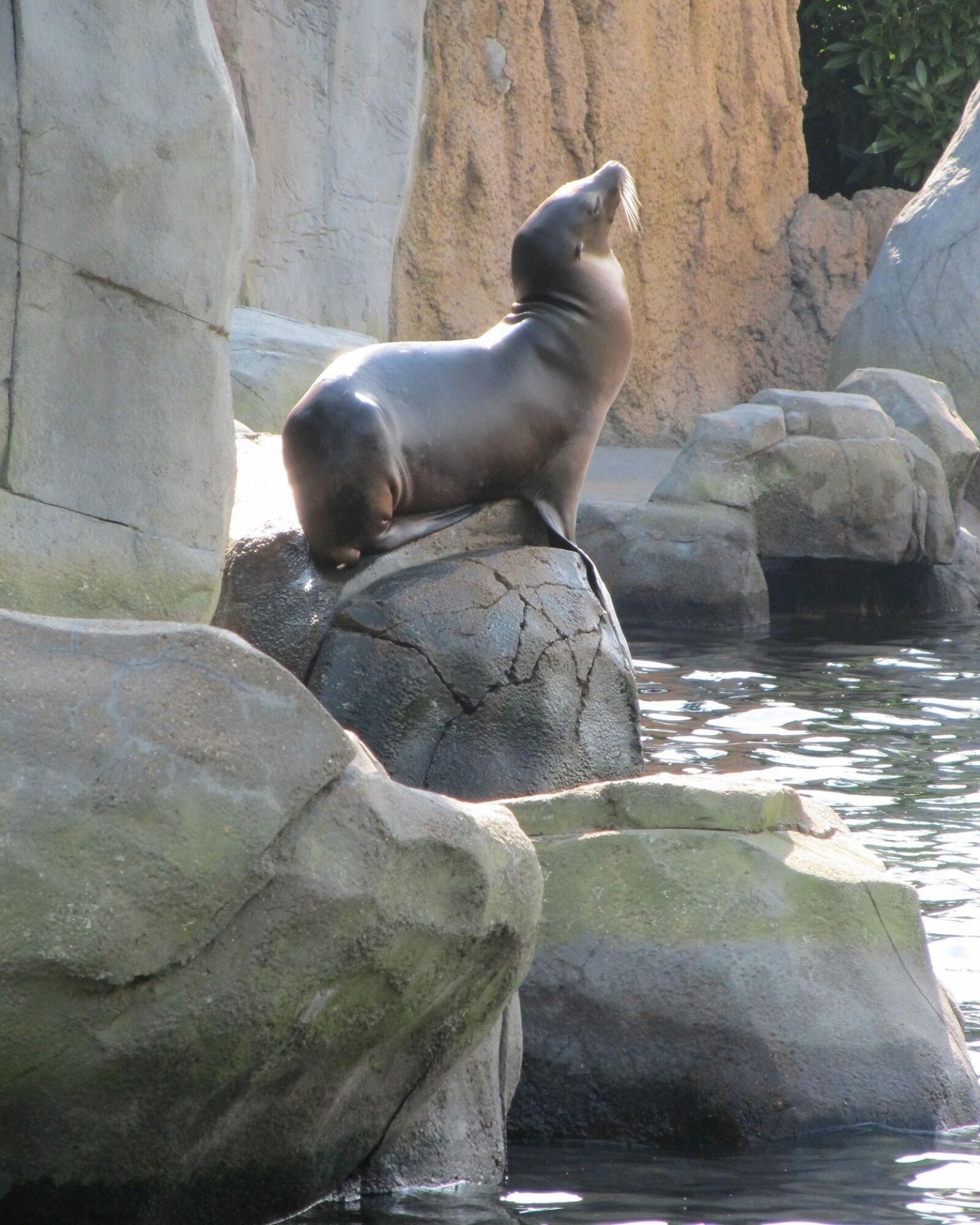 Canon PowerShot SX130 IS sample photo. Sea lion, posing, marine photography