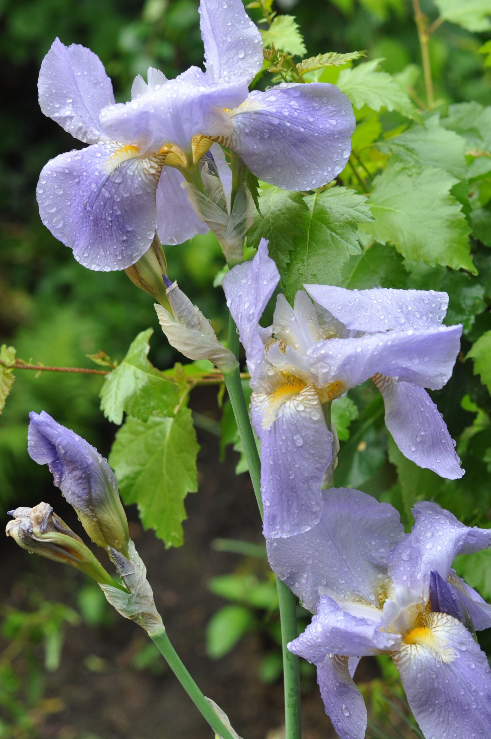 Nikon D5000 sample photo. Flowers, spring, nature photography