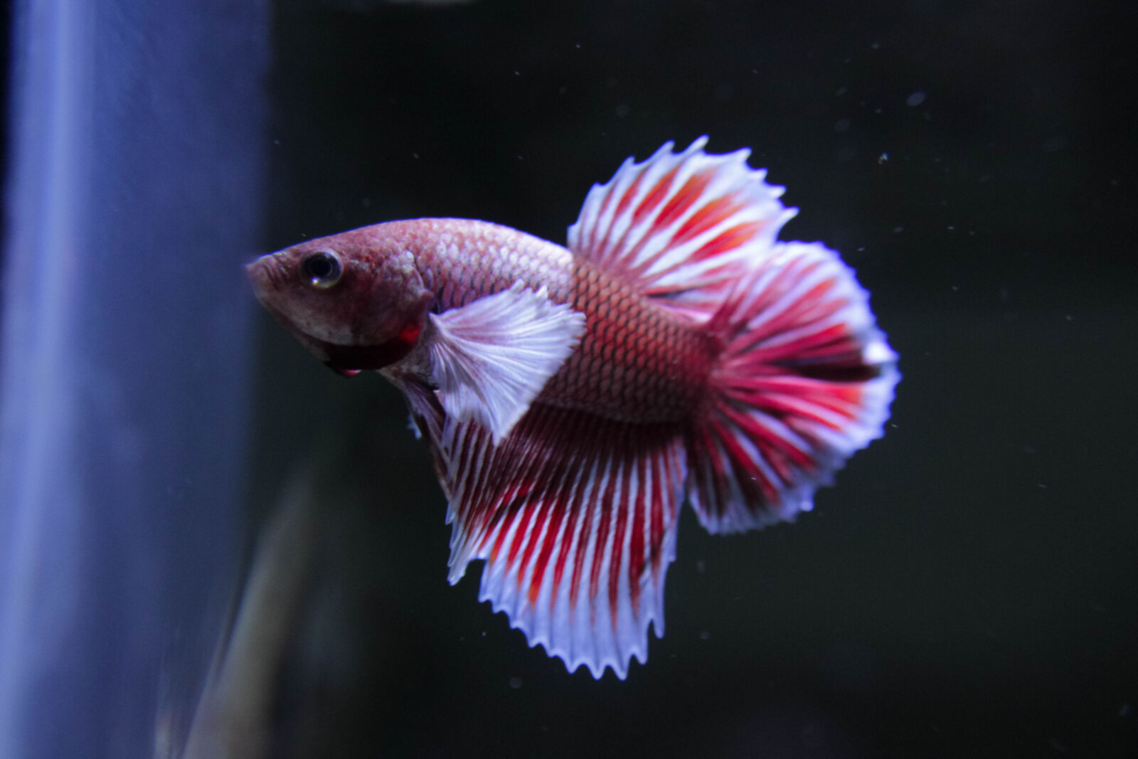 Canon EOS 1300D (EOS Rebel T6 / EOS Kiss X80) sample photo. Betta, dumbo, fish, glass photography