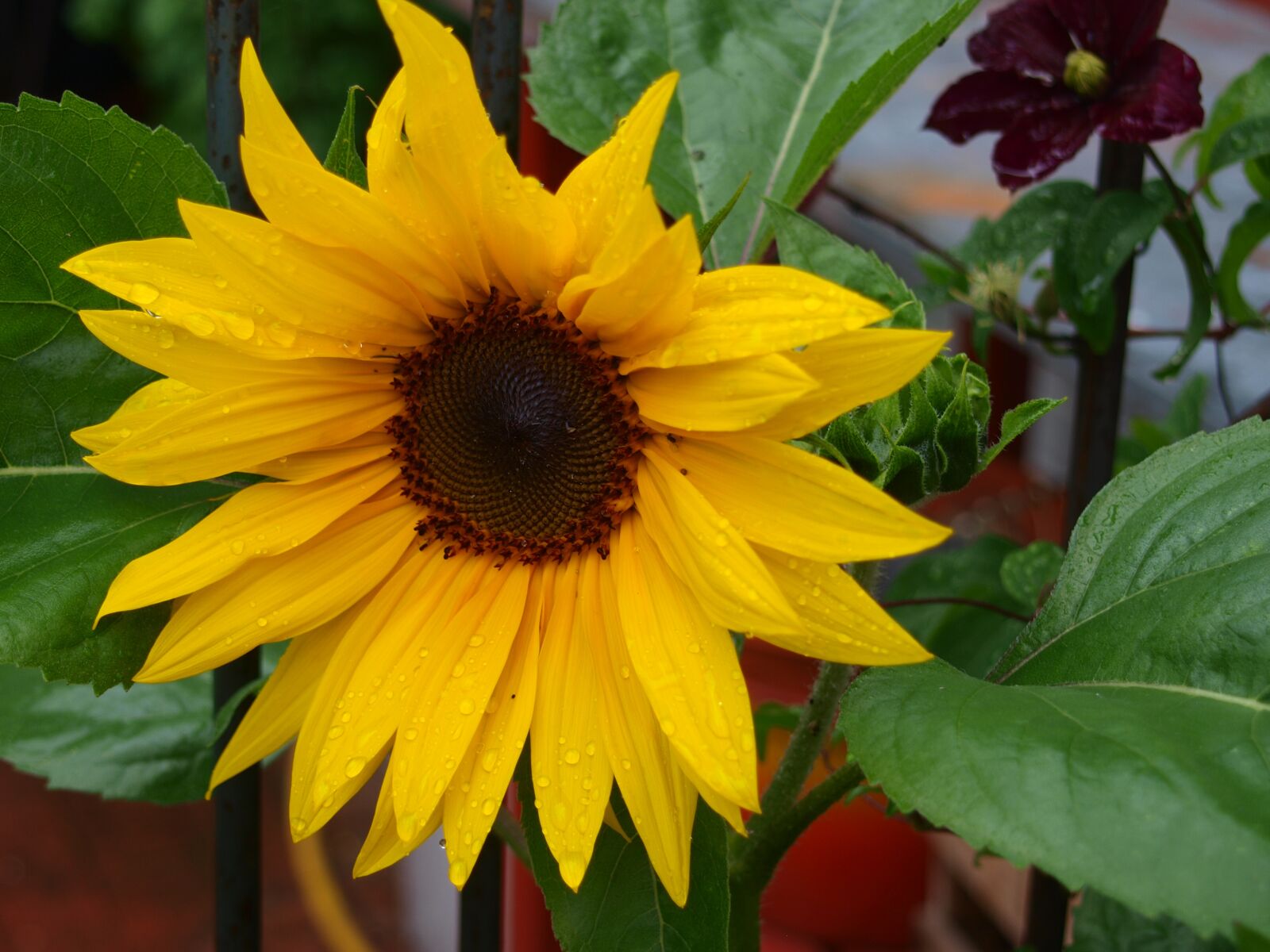 Olympus E-420 (EVOLT E-420) sample photo. Summer, sunflower, rain photography