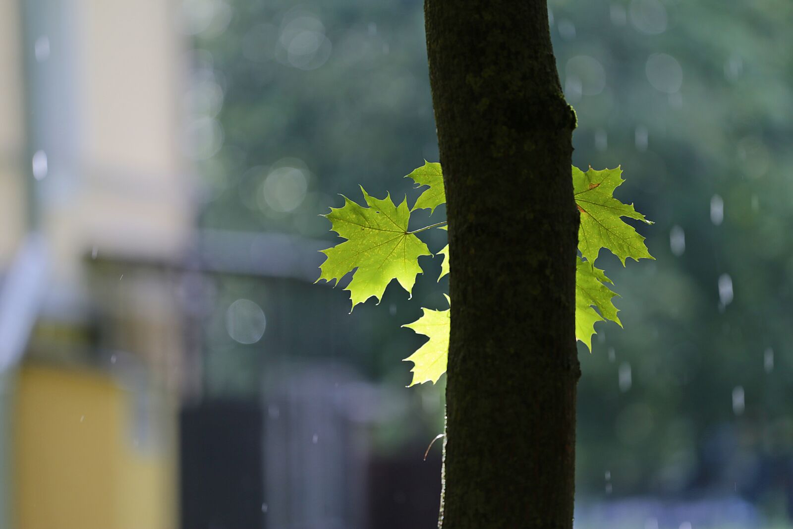 Canon EOS 6D + Canon EF 70-200mm F4L USM sample photo. Rain, weather, sun photography