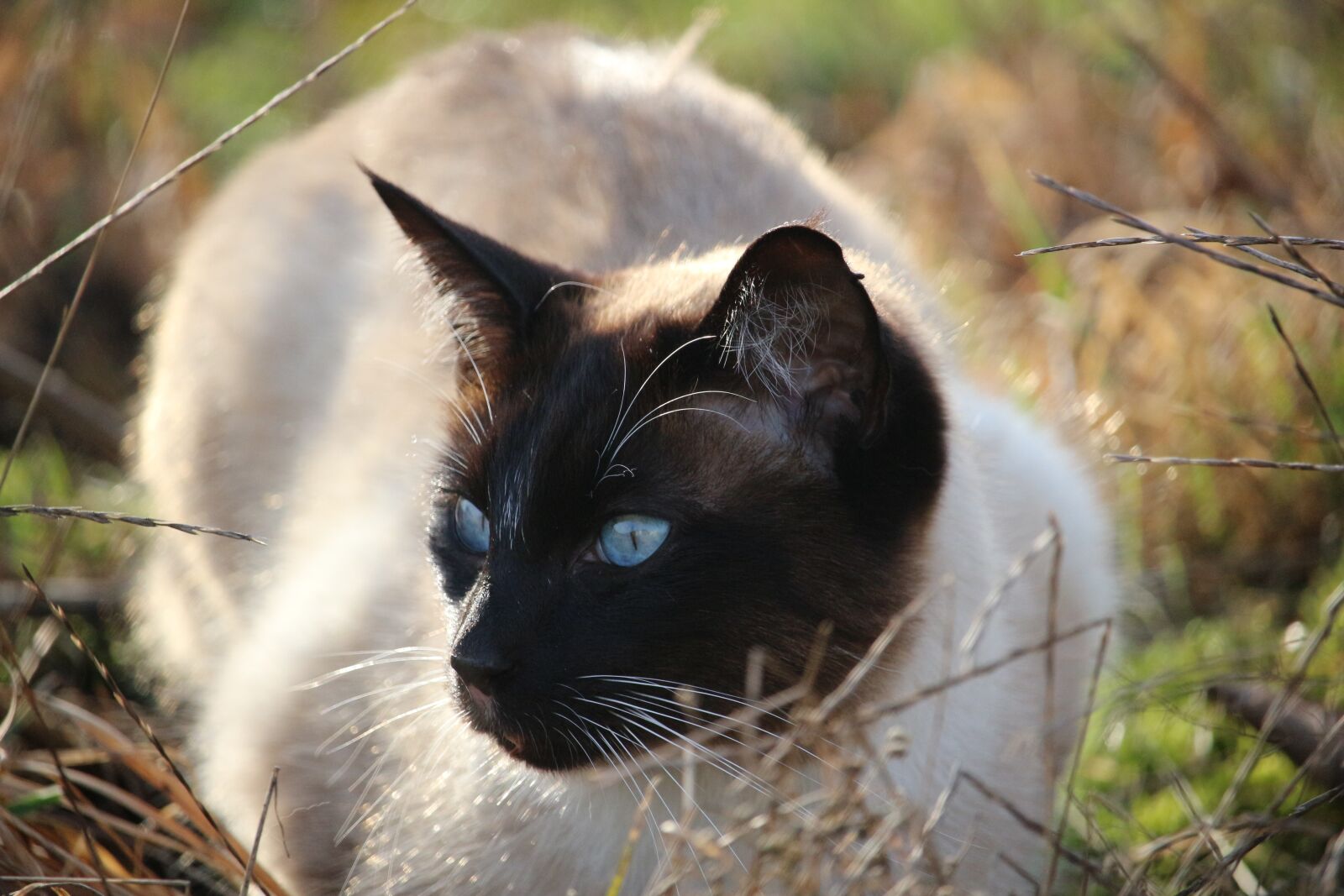 Canon EOS 100D (EOS Rebel SL1 / EOS Kiss X7) sample photo. Cat, siamese cat, siamese photography