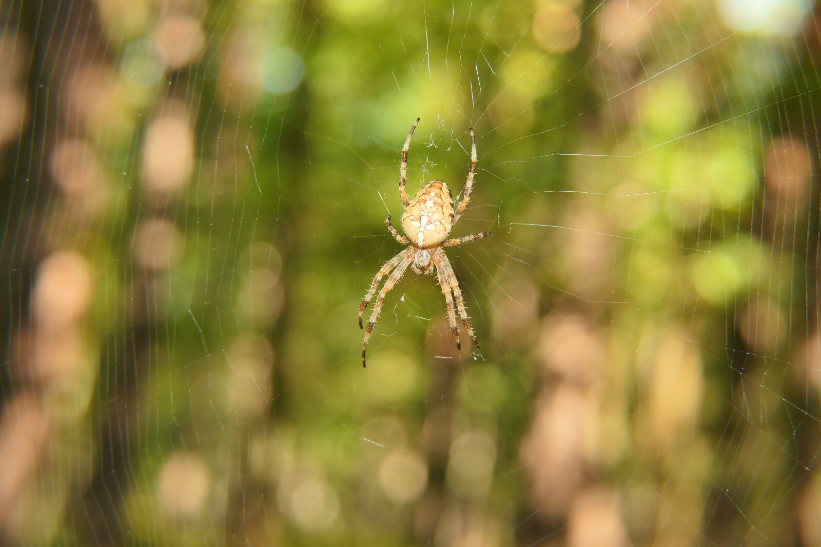 Panasonic Lumix DMC-FZ2500 (Lumix DMC-FZ2000) sample photo. Spider, spiderweb, cobweb photography