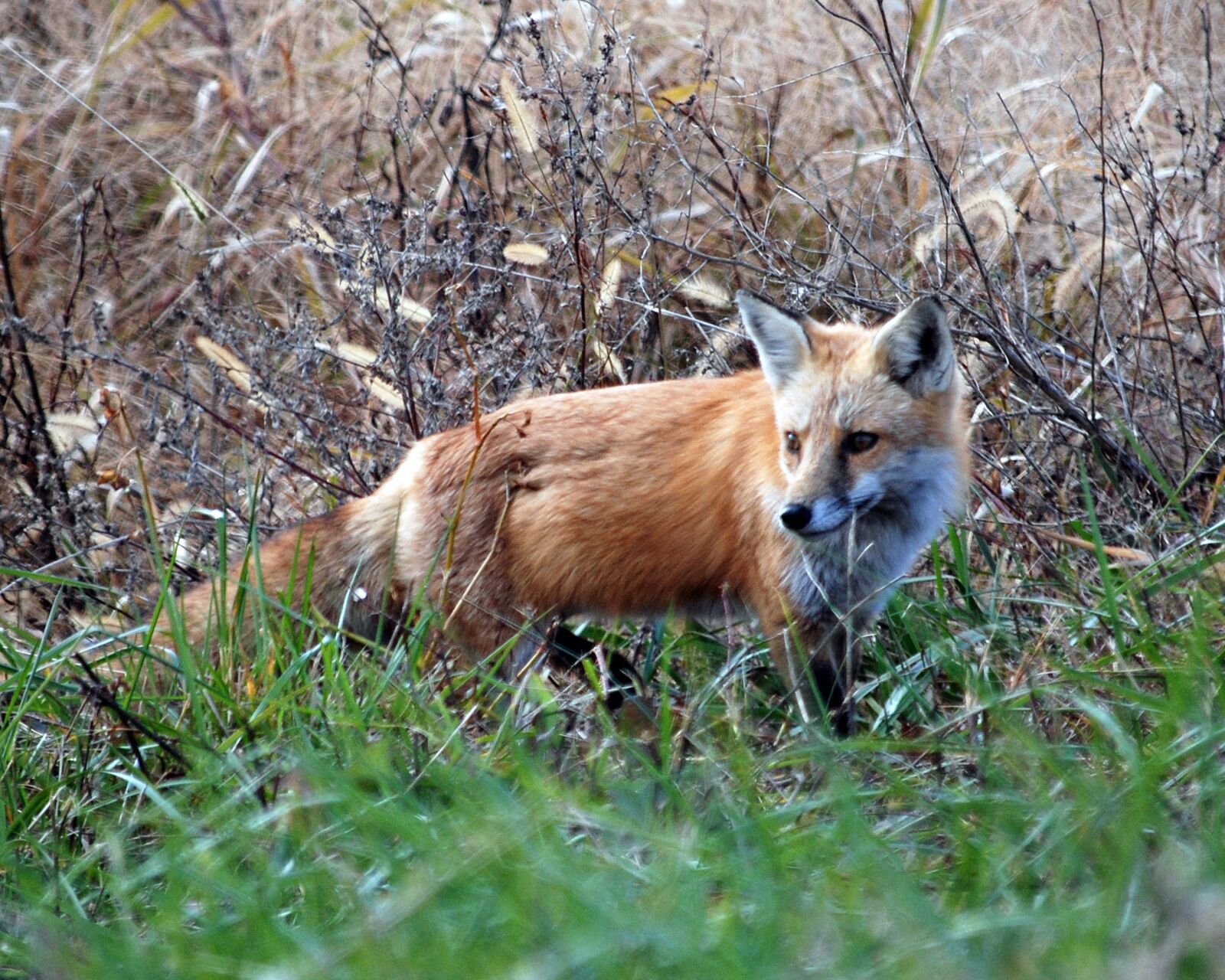 Nikon D80 sample photo. Red, fox, animal photography