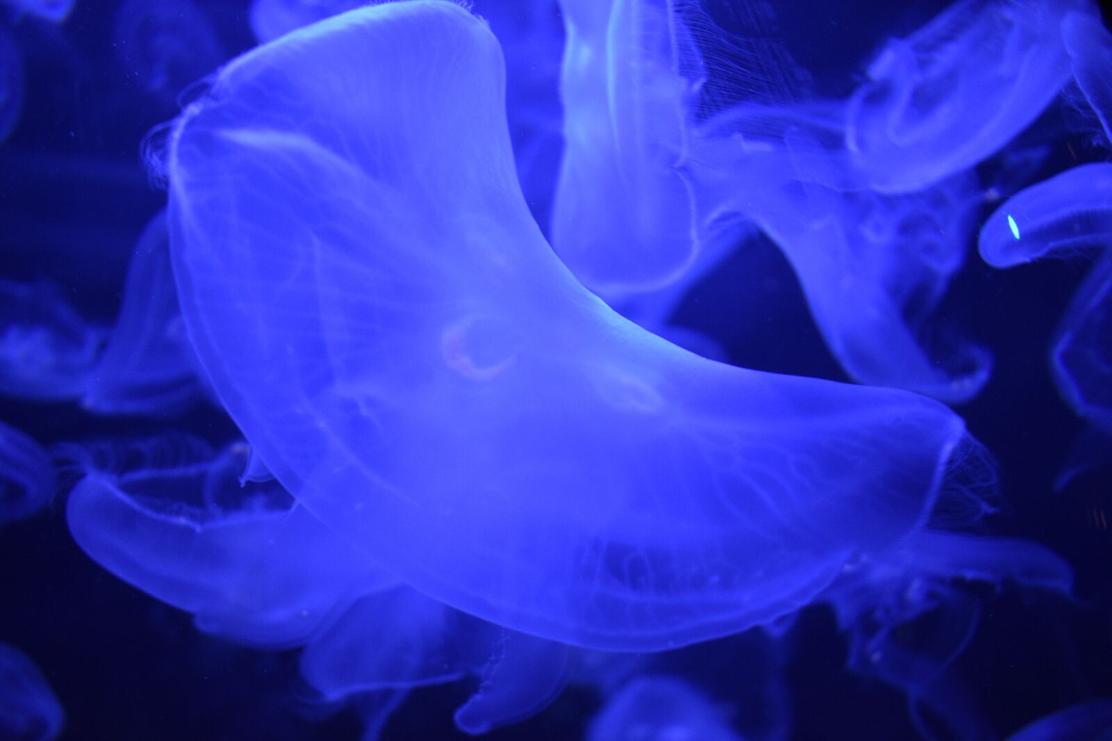 Nikon D3400 sample photo. Jellyfish, animal, underwater photography