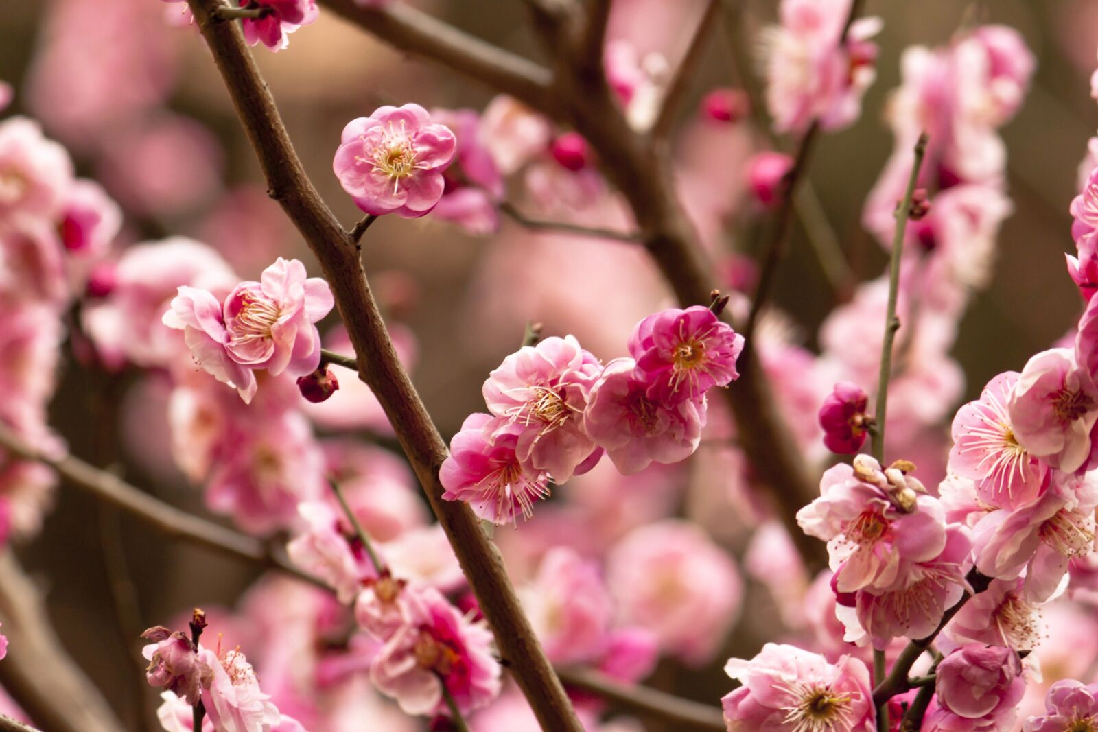 Canon EF-S 55-250mm F4-5.6 IS sample photo. Branch, flower, tree photography