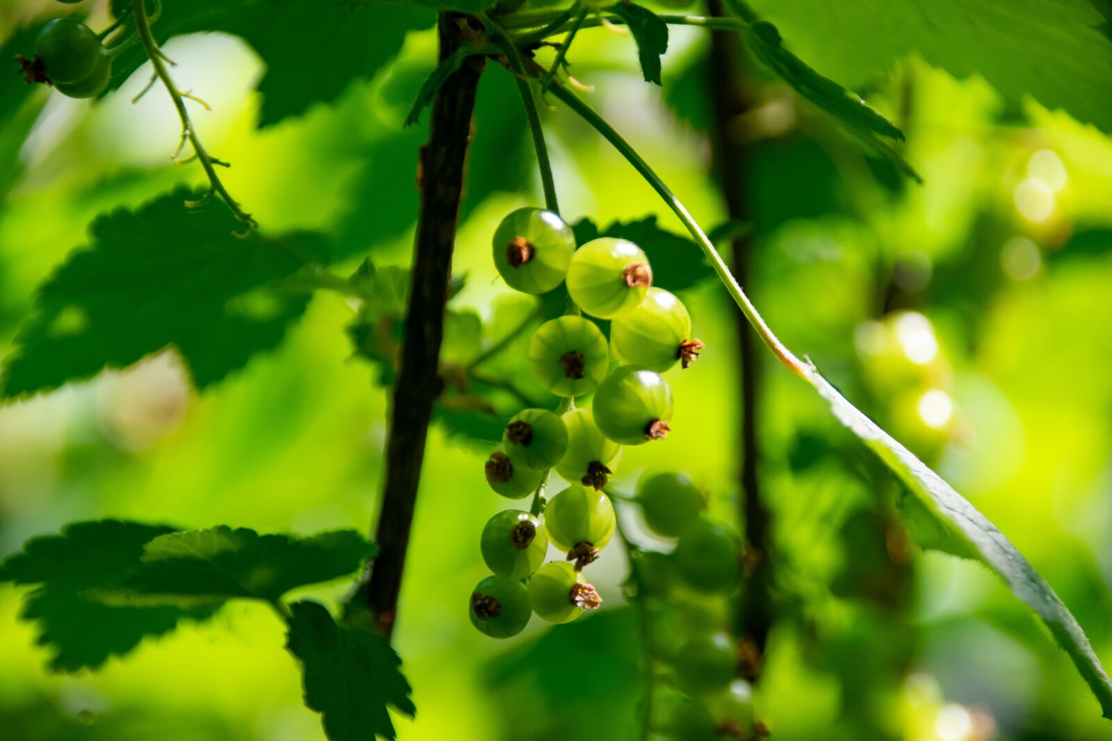 Nikon D3400 sample photo. Currant, fruit, currants photography