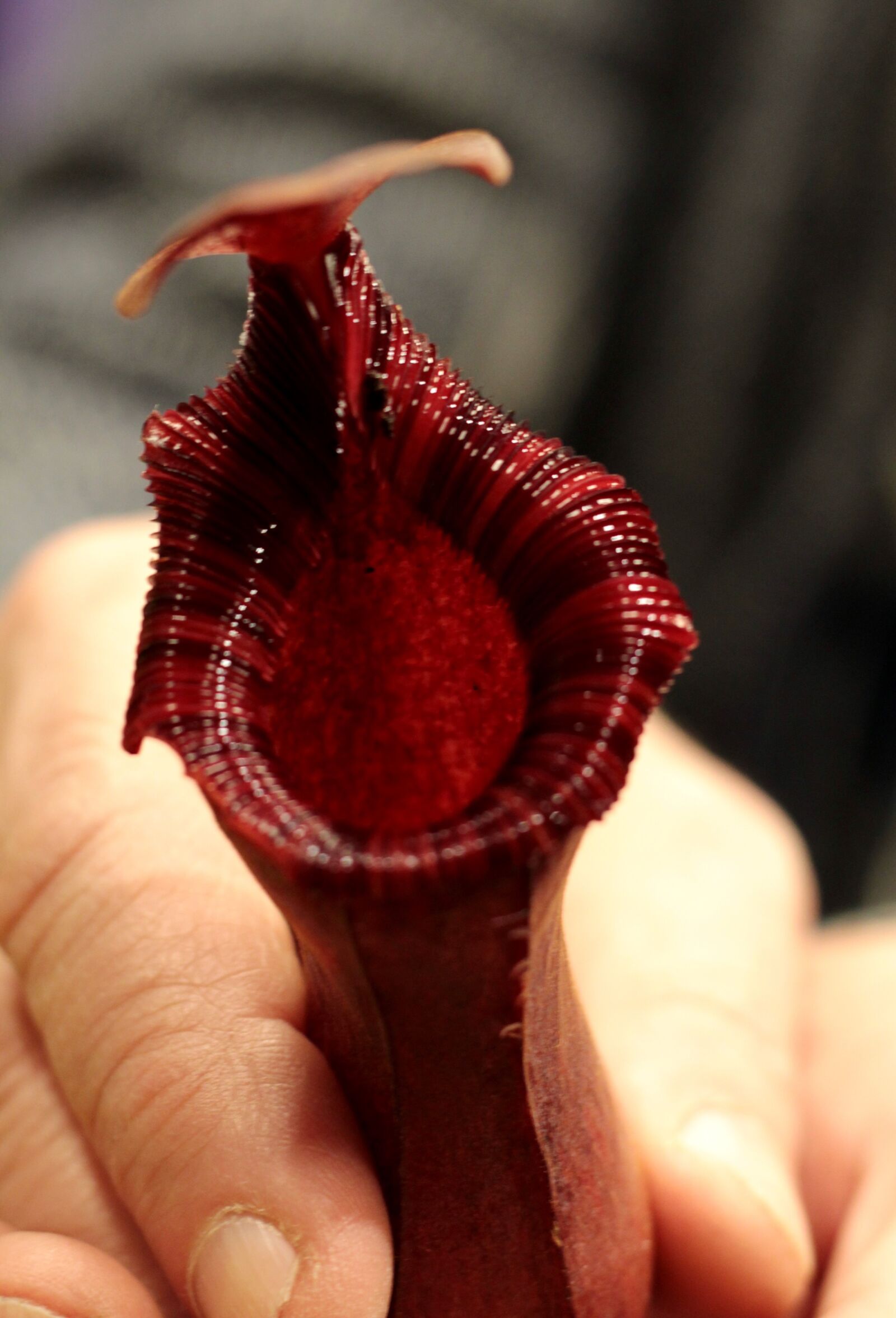 Canon EOS 600D (Rebel EOS T3i / EOS Kiss X5) sample photo. Nepenthes, pitcher plant giant photography