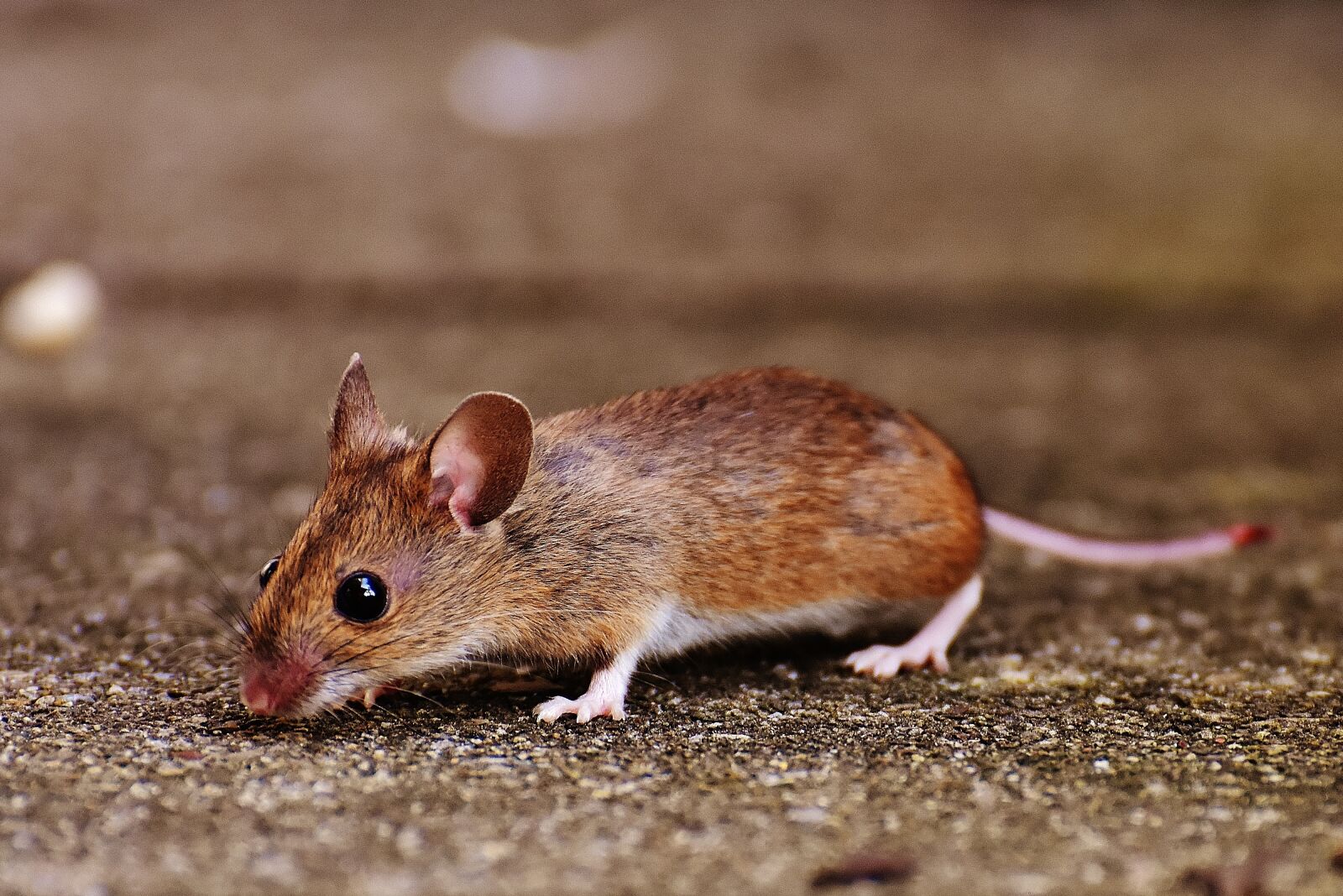 Nikon D7200 sample photo. Mouse, rodent, cute photography
