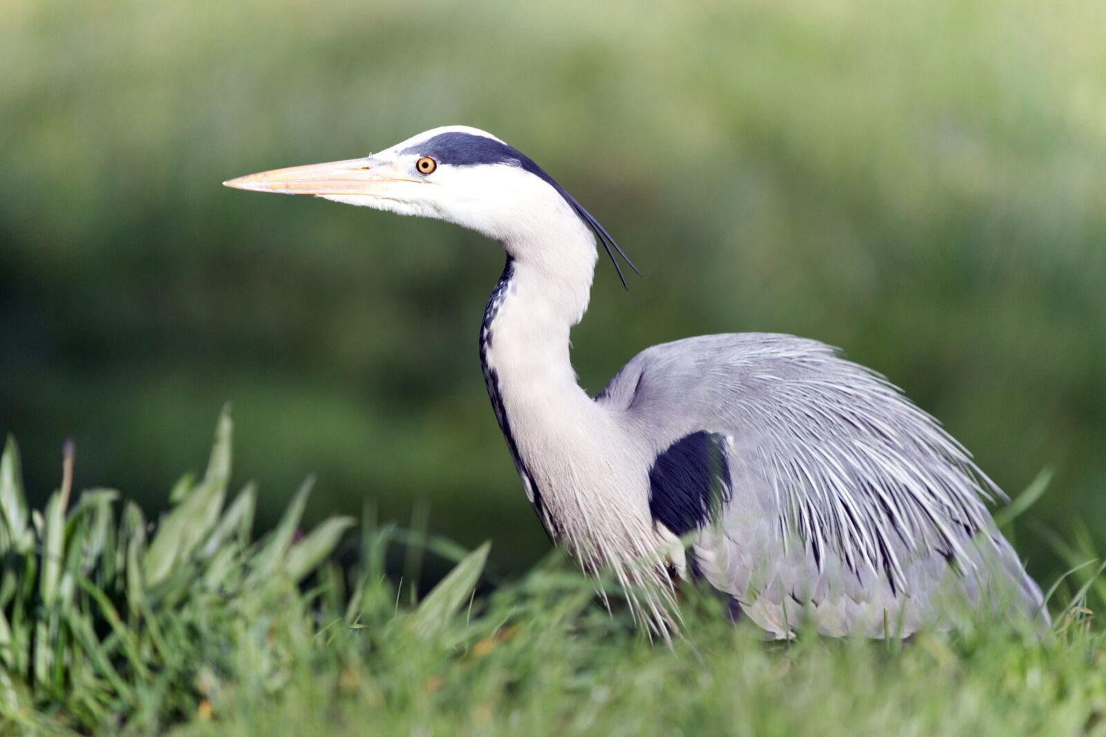 Canon EOS 7D + Canon EF 70-200mm F2.8L IS II USM sample photo. Heron, bird, nature photography