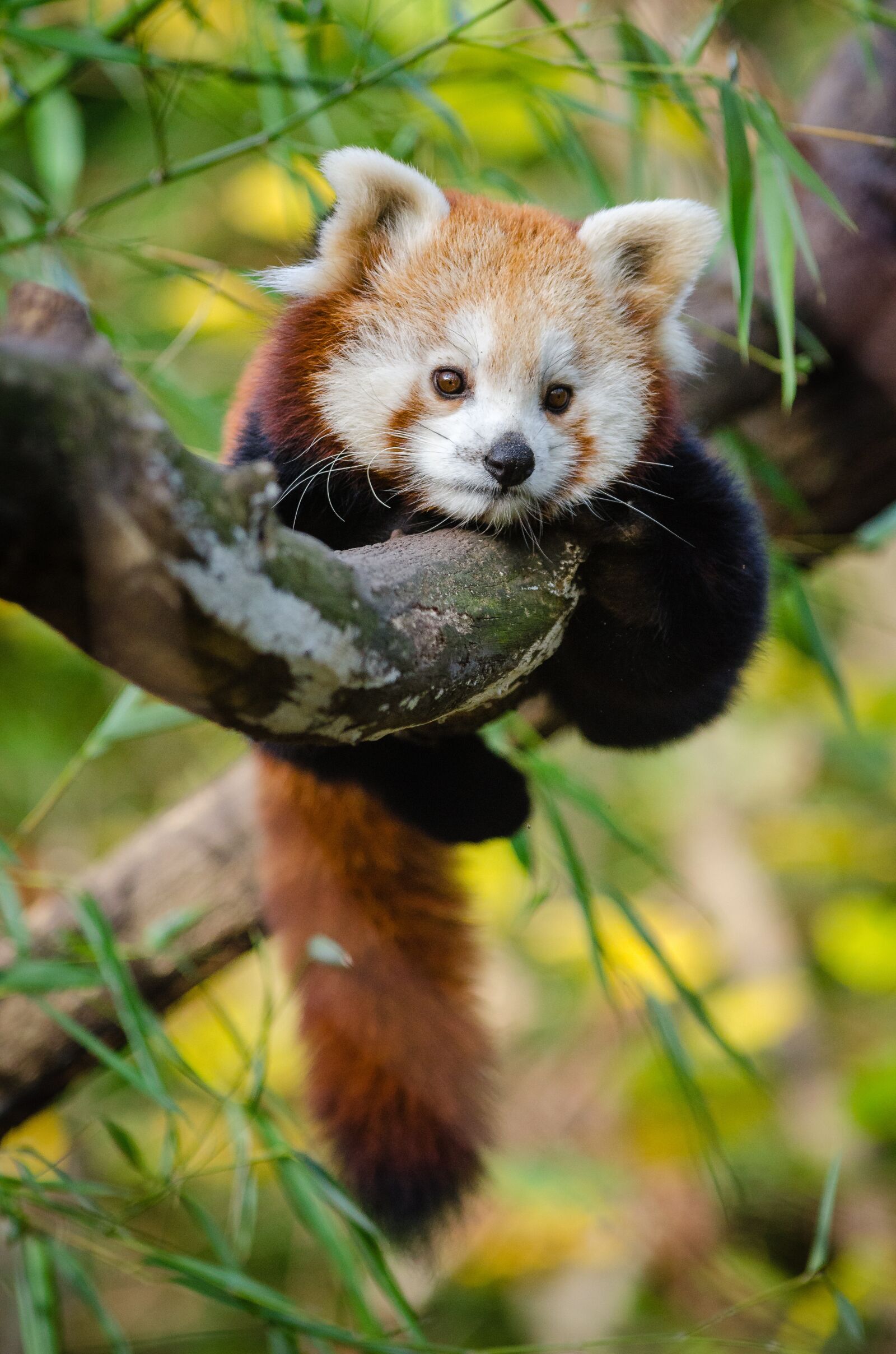 Nikon D7000 sample photo. Adorable, red panda, animal photography