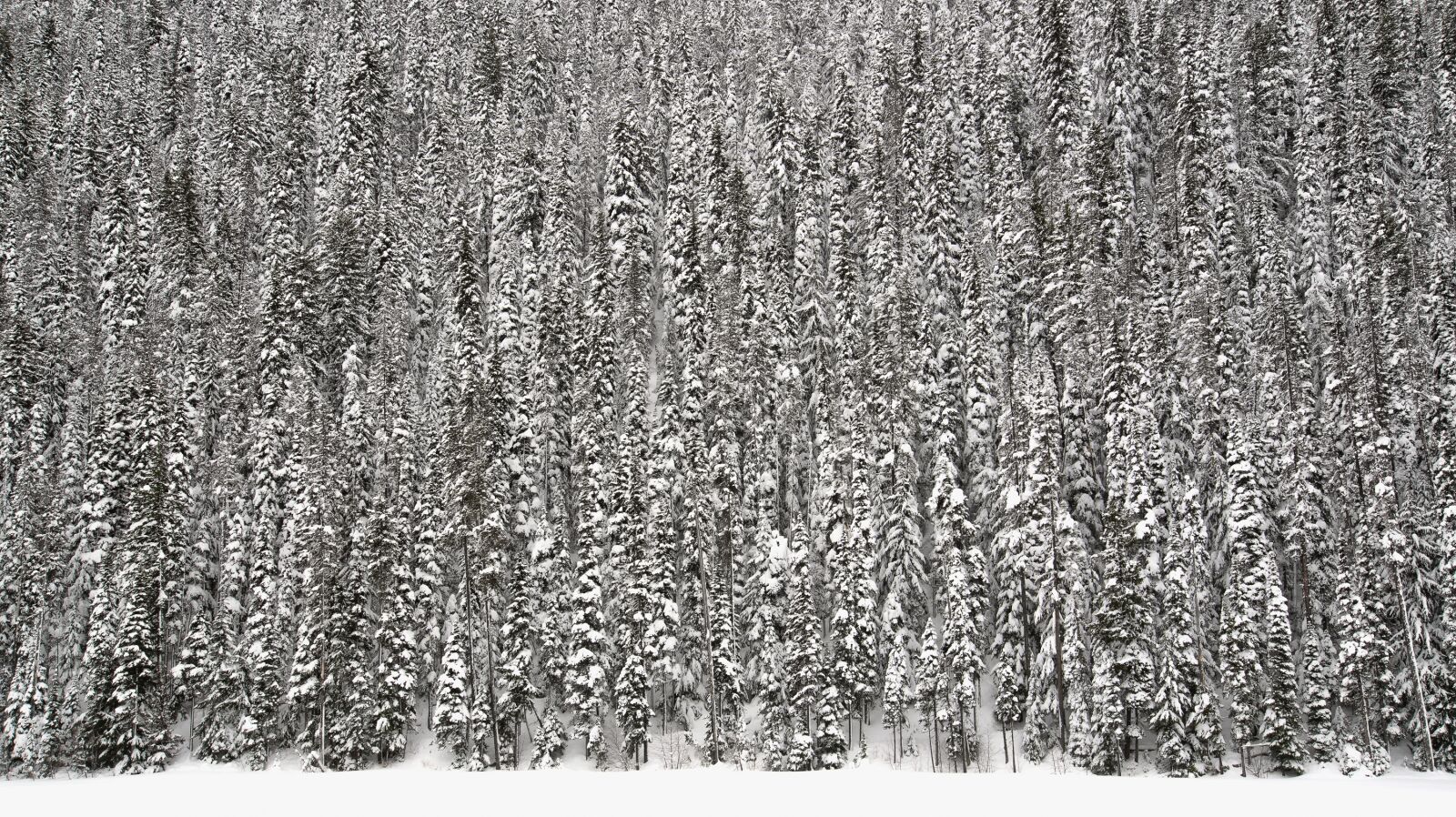 Nikon D600 sample photo. British columbia, canada, christmas photography