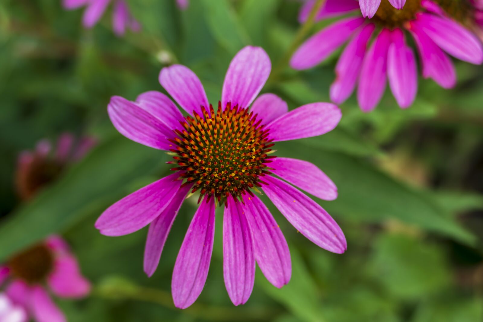 Panasonic Lumix DMC-FZ1000 sample photo. Flowers, pink, spring photography