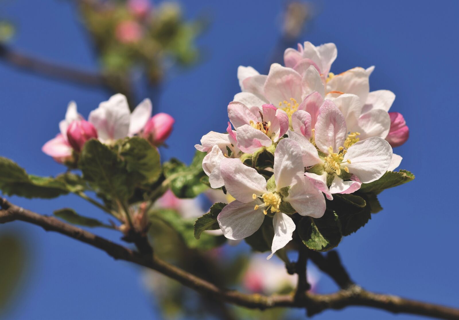 Nikon D7200 sample photo. Apple blossom, flowers, apple photography