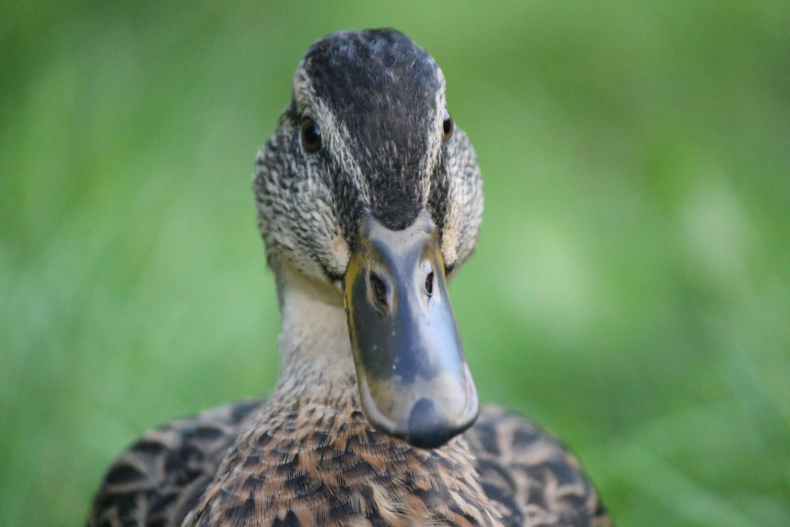 Canon EOS 1100D (EOS Rebel T3 / EOS Kiss X50) sample photo. Duck, brown, female photography