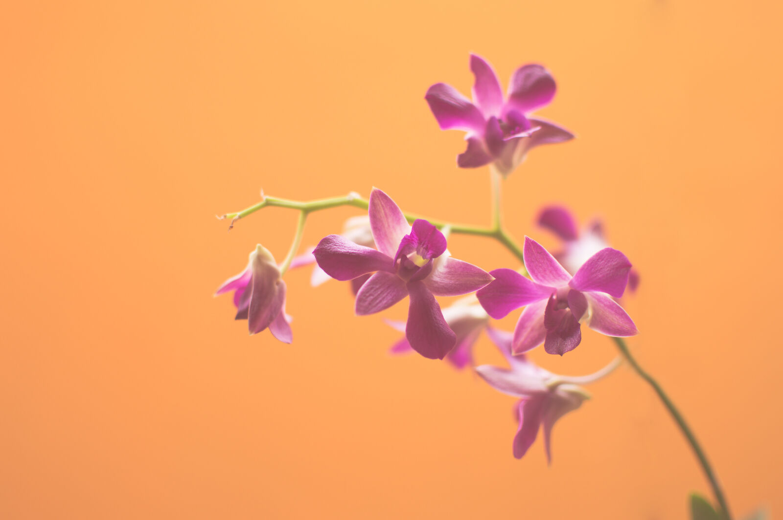 Nikon D3200 + Nikon AF-S DX Nikkor 35mm F1.8G sample photo. Flowers, orange, flowerpot, pink photography