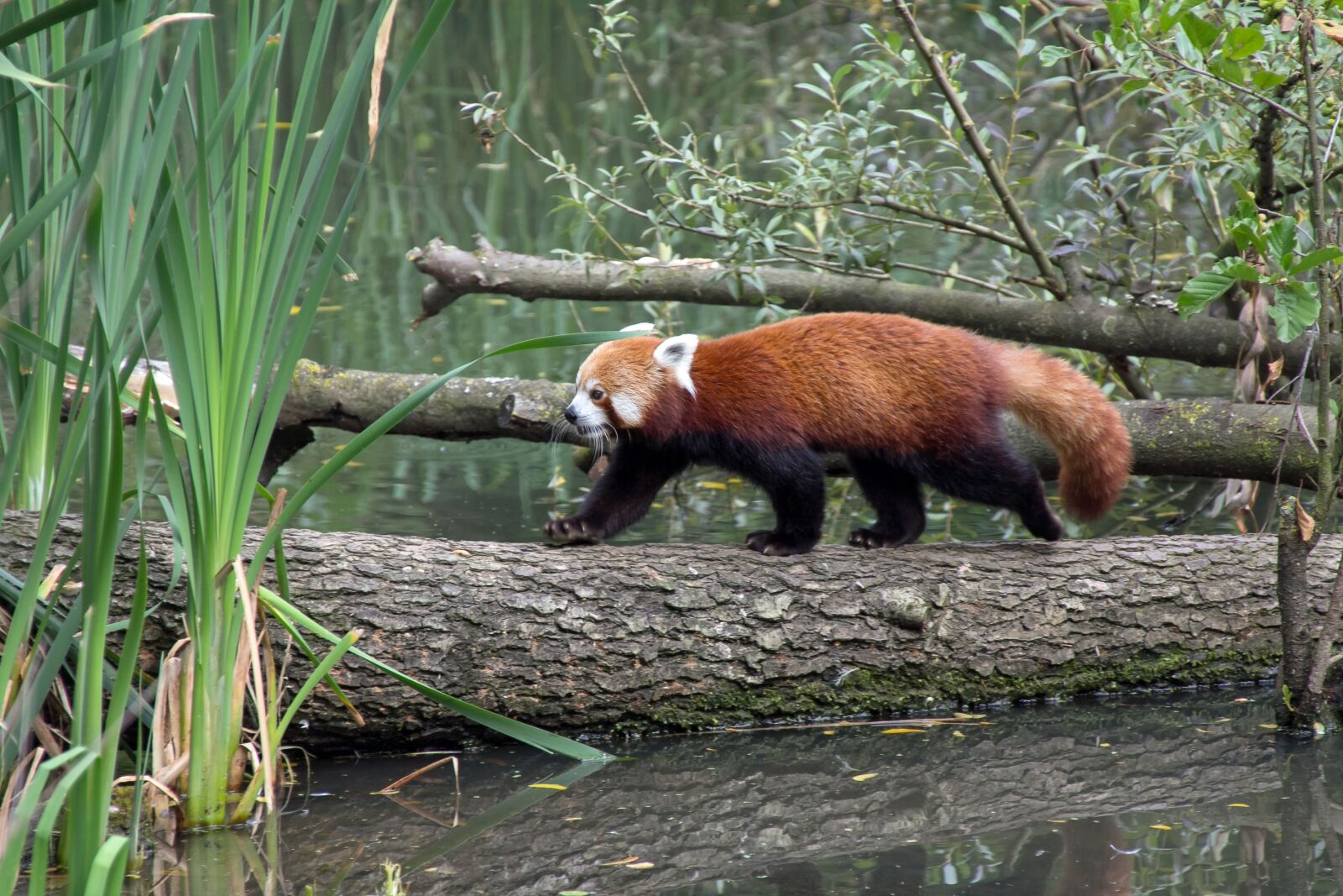 Canon EOS 60D sample photo. Panda, bear, mammal photography