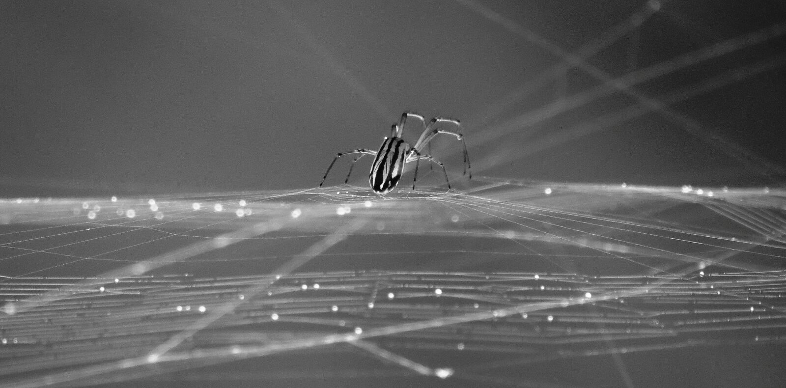 Canon PowerShot SX50 HS sample photo. Nature, spider, insect photography