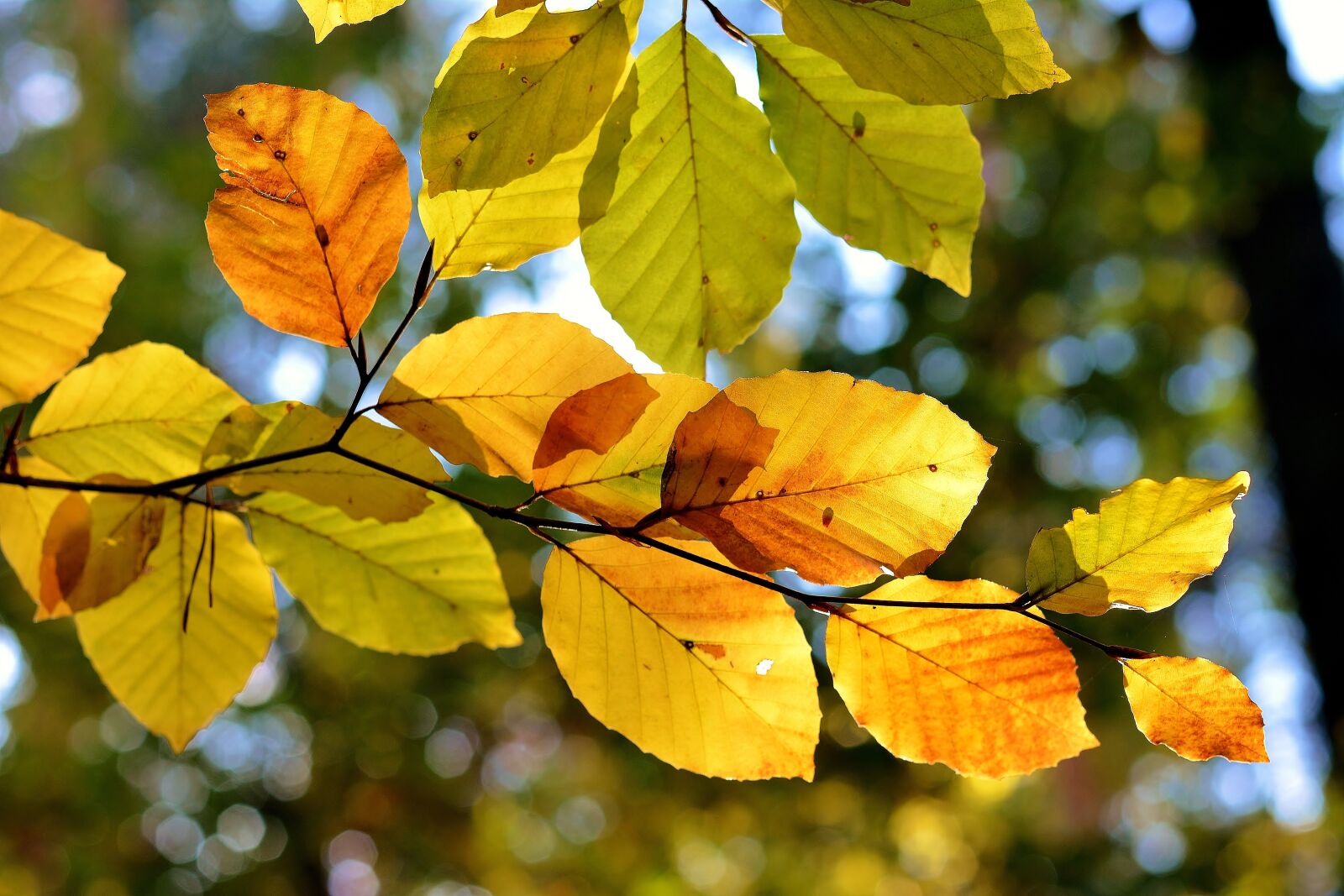 Nikon D5200 sample photo. Leaf, nature, autumn photography