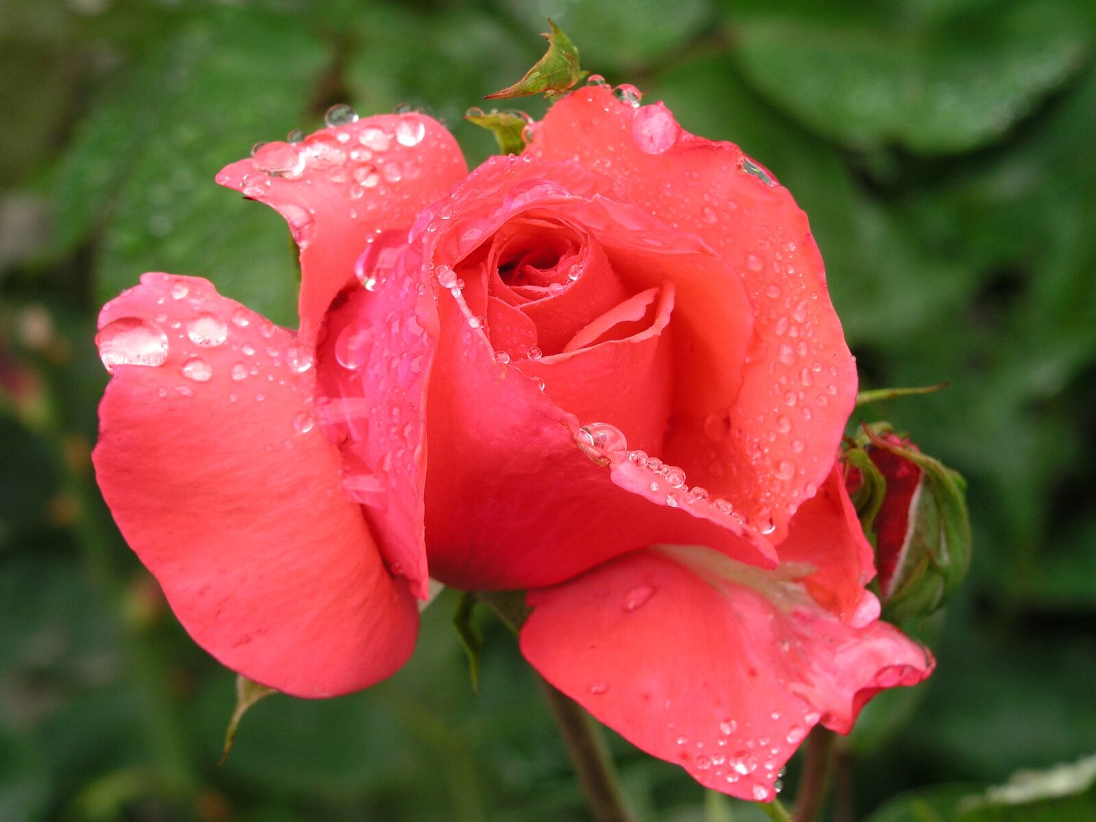Olympus C5050Z sample photo. Flower, rose, red photography
