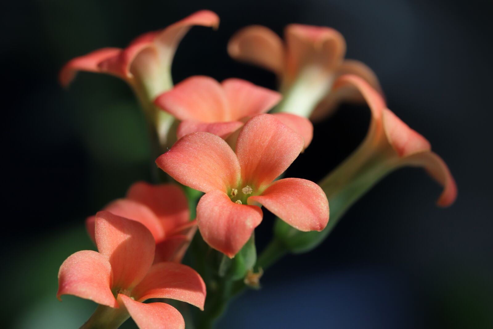 Canon EOS 800D (EOS Rebel T7i / EOS Kiss X9i) sample photo. Flower, potted plant, plants photography
