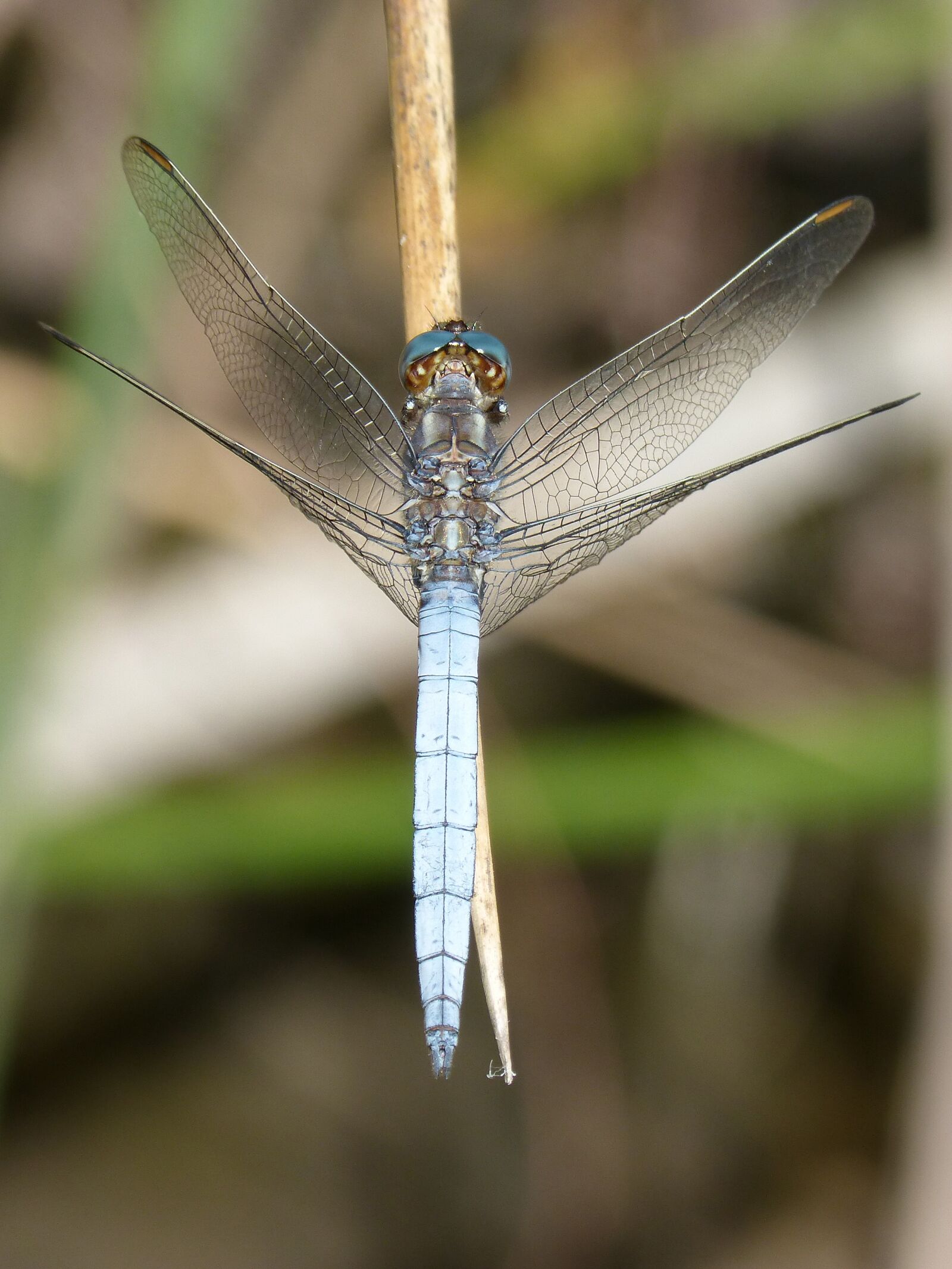 Panasonic DMC-FZ62 sample photo. Dragonfly, blue dragonfly, pond photography