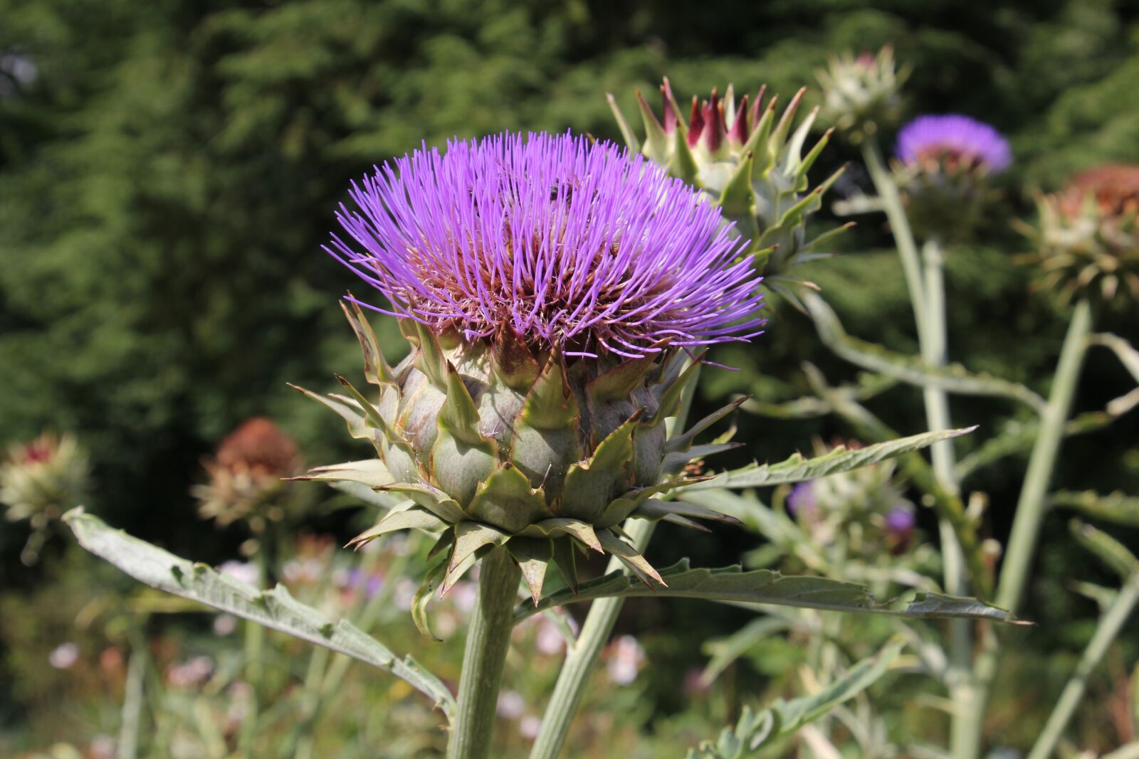 Canon EOS 60D sample photo. Artichoke, plant, healthy photography