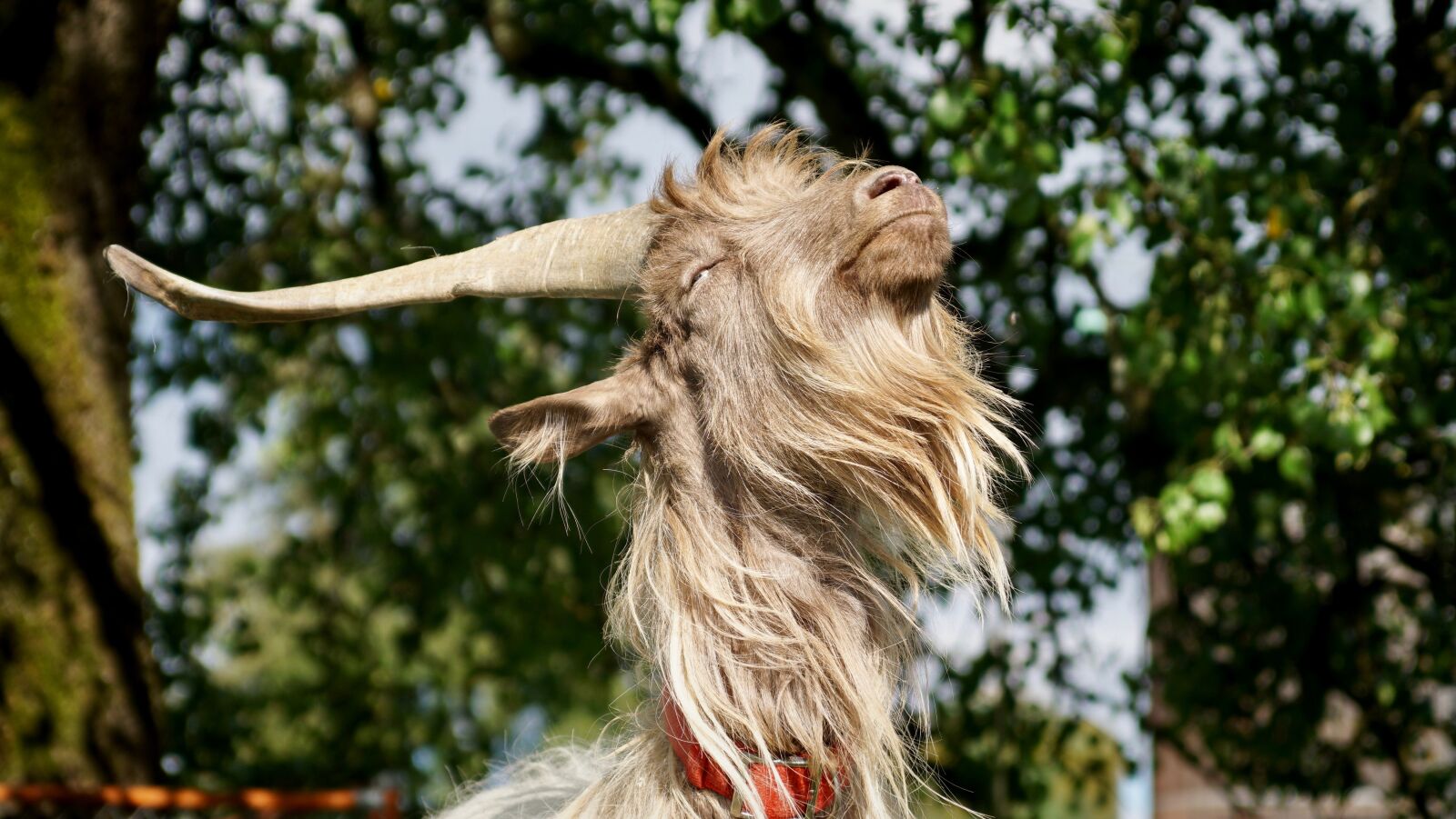 Sony ILCA-77M2 sample photo. Goat, large, horns photography