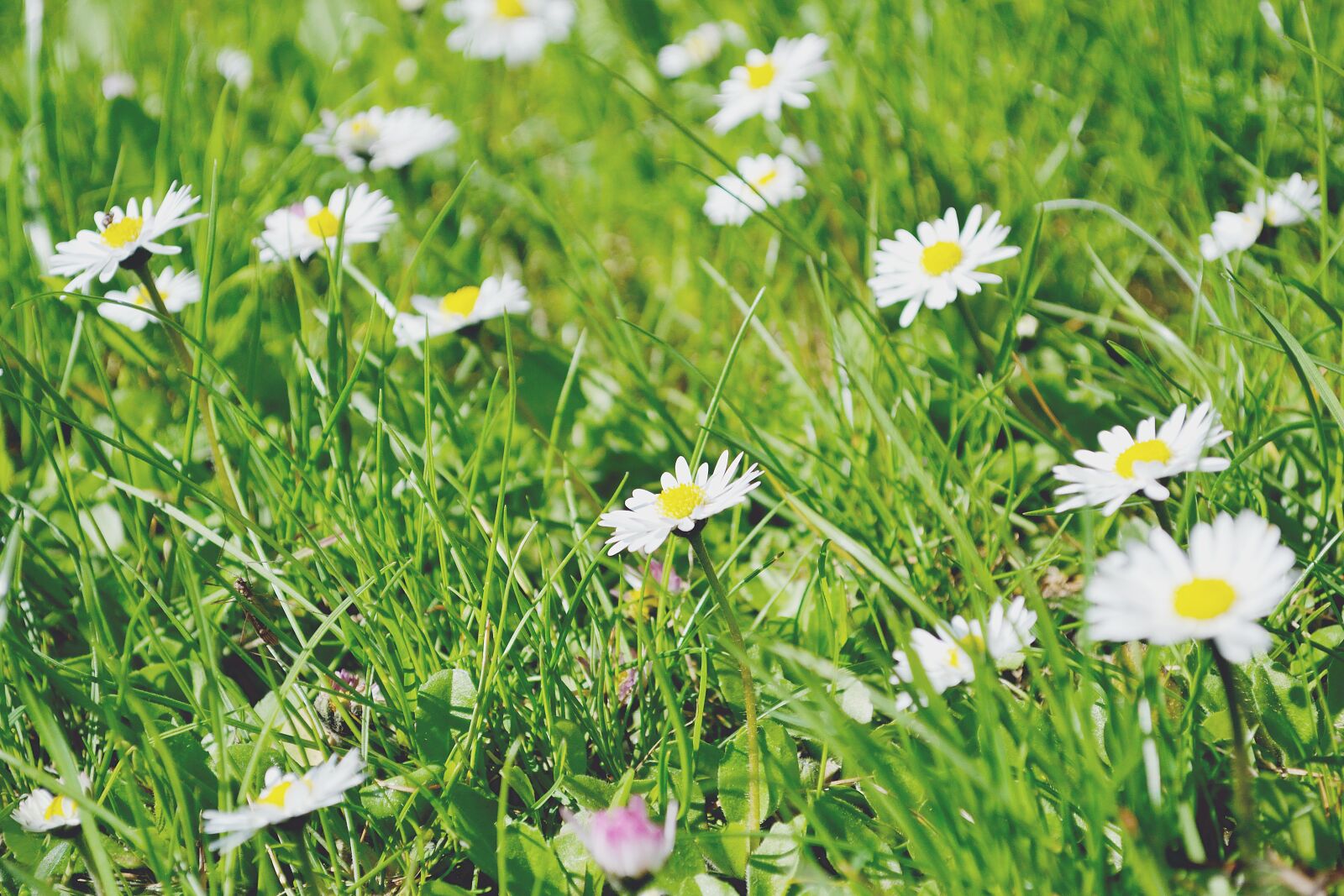 Nikon D3100 sample photo. Nature, daisies, daisy photography
