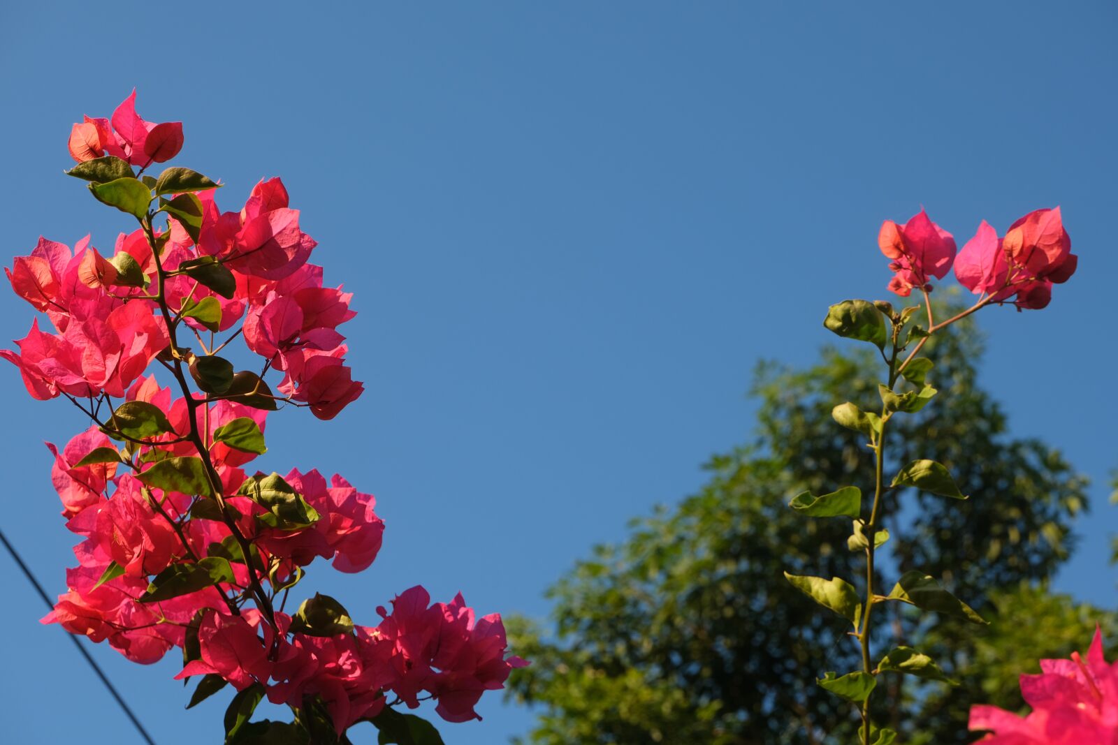 Fujifilm X-T30 sample photo. Plants, outdoor, nature photography