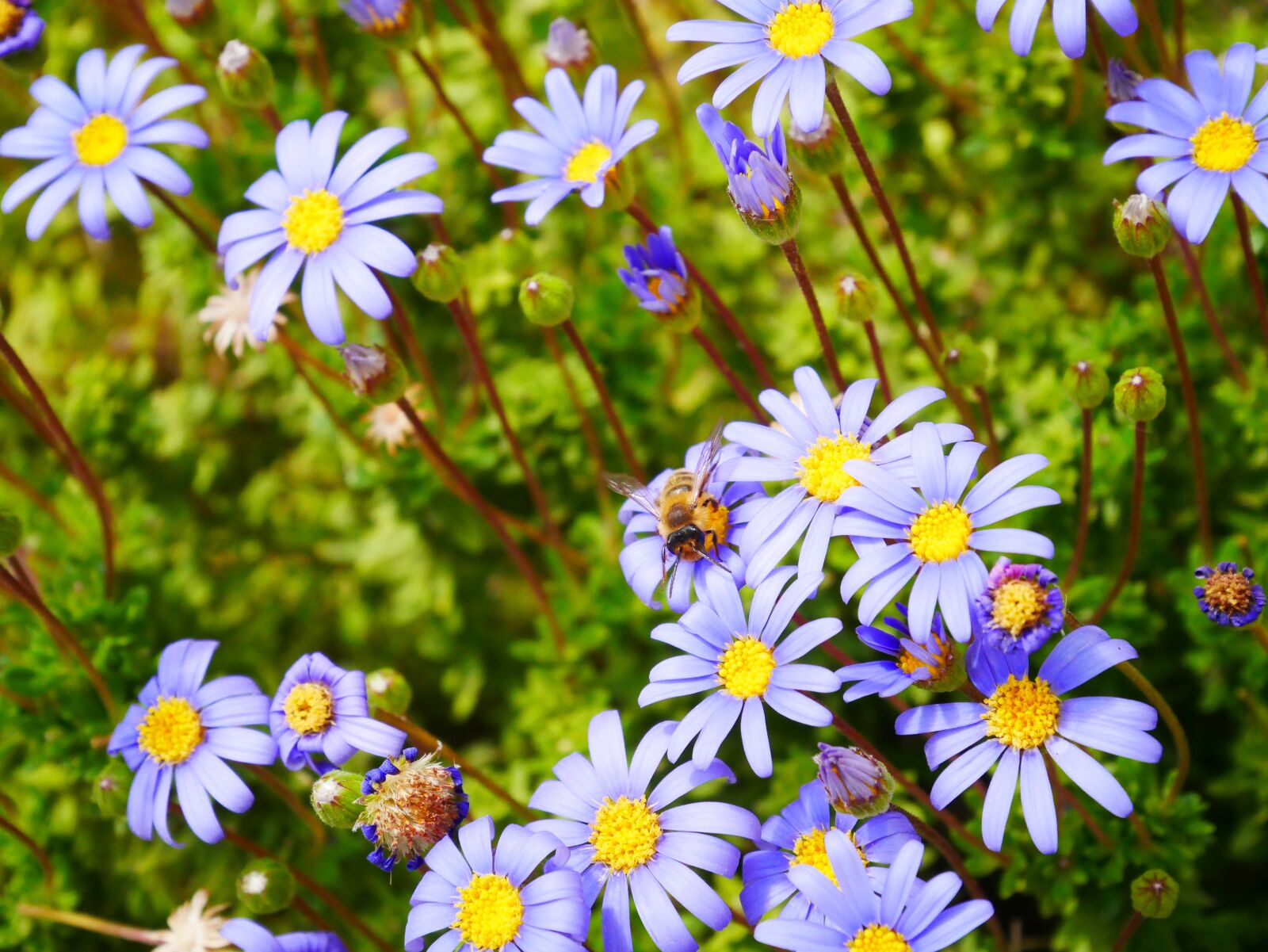Panasonic Lumix DMC-GX85 (Lumix DMC-GX80 / Lumix DMC-GX7 Mark II) sample photo. Flowers, purple, yellow photography