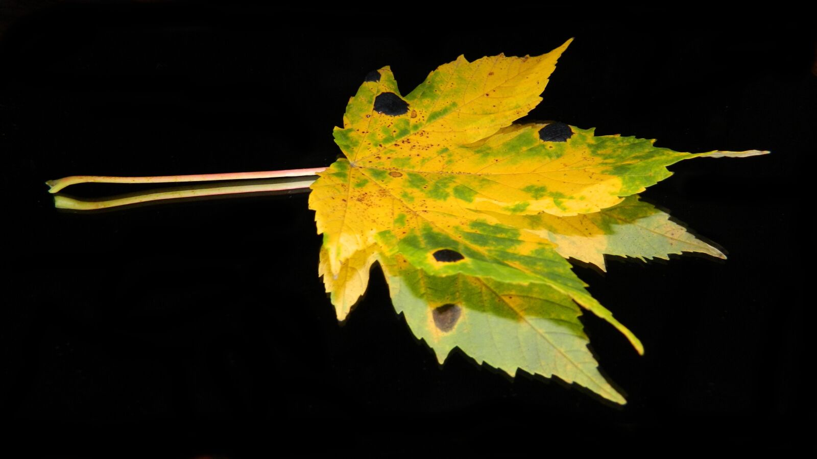Nikon Coolpix L120 sample photo. Sheet, autumn, autumn leaves photography